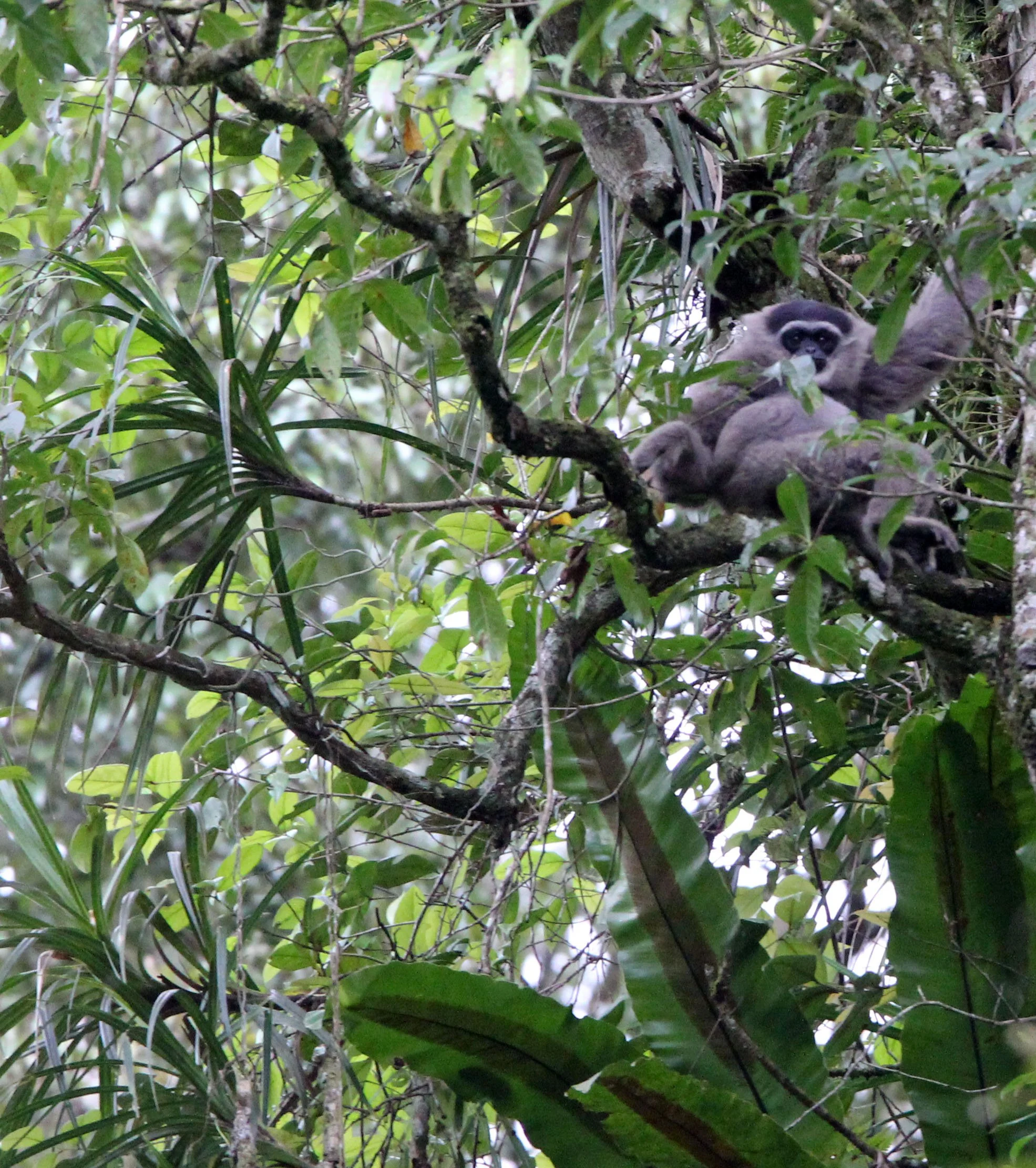 HYLOBATIDAE - Hylobates moloch moloch - MOLOCH SILVERY GIBBON (JAVAN) - GEDE NATIONAL PARK JAVA BARAT INDONESIA (59).JPG