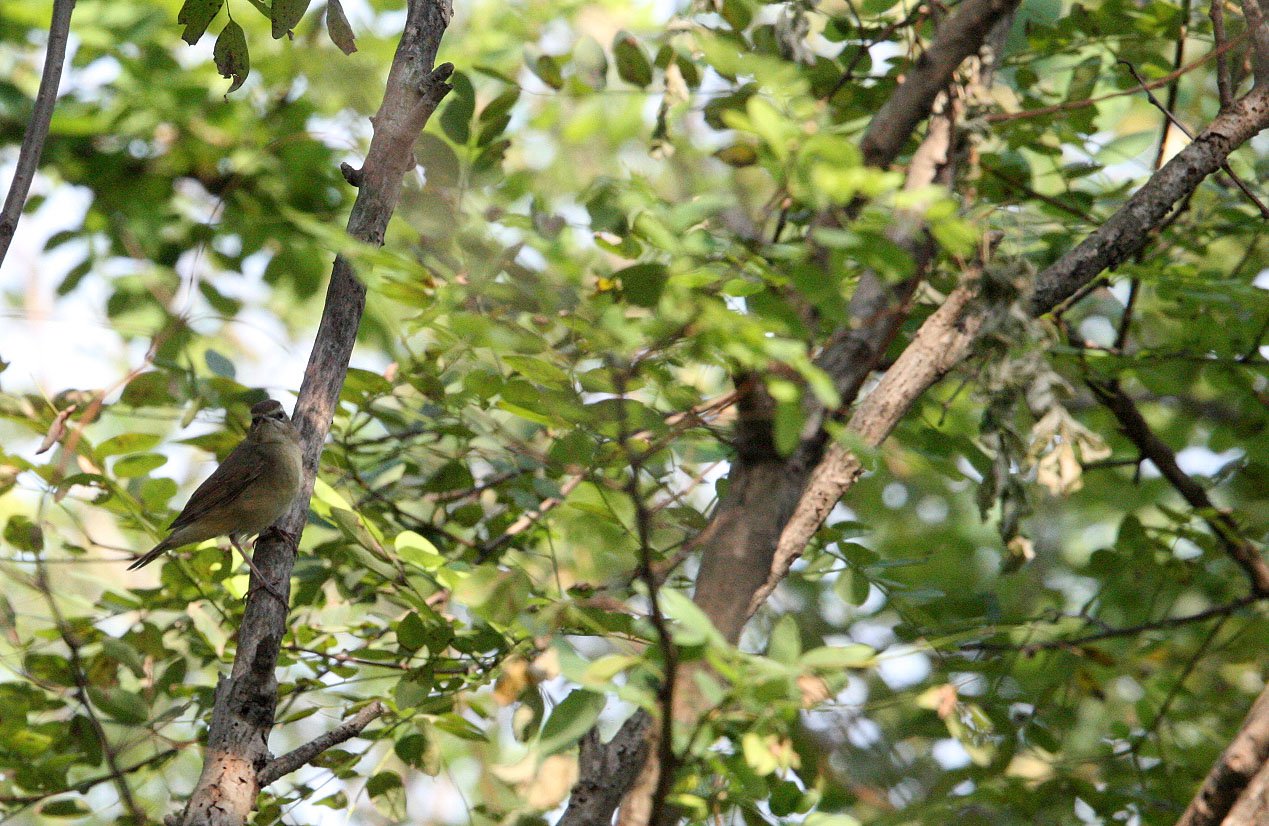 Eyebrowed thrush (Turdus obscurus) Nankou Rudong China (6).JPG