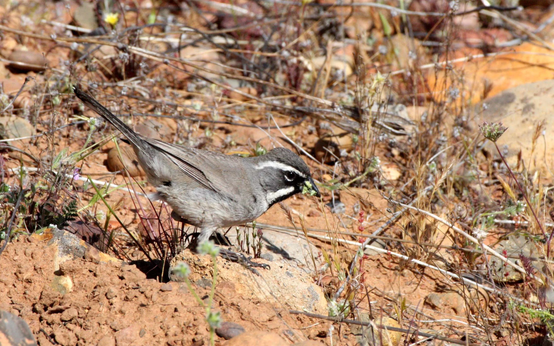 Black-throated Sparrow (Amphispiza bilineata) Catavina Desert Baja Mexico (9).JPG