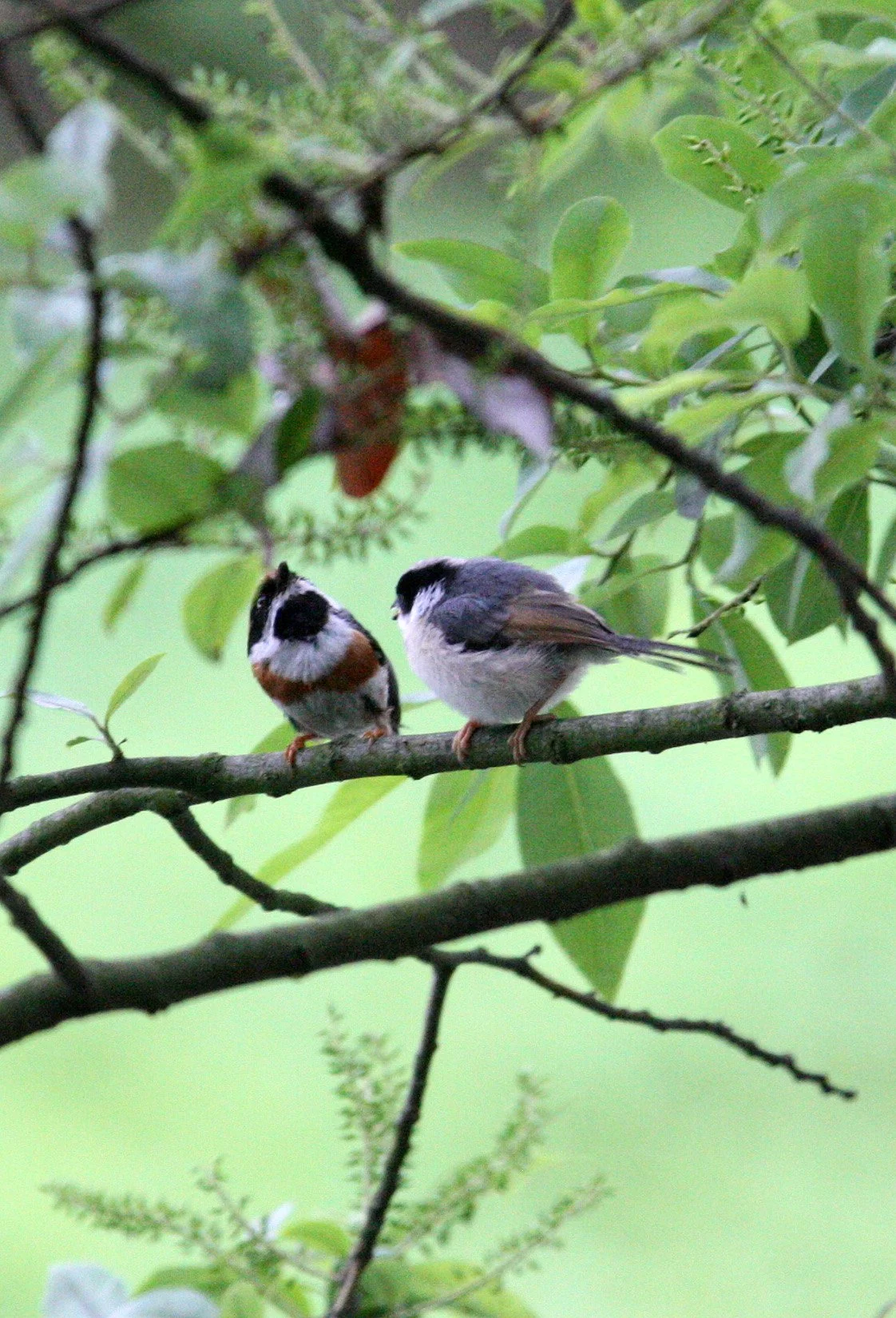 Black-throated Bushtit (Aegithalos concinnus) Hongcun Village, Anhui China (19).JPG