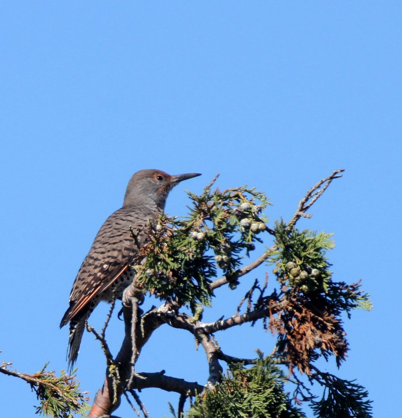 BIRD - WOODPECKER - FLICKER - NORTHERN FLICKER (11).JPG