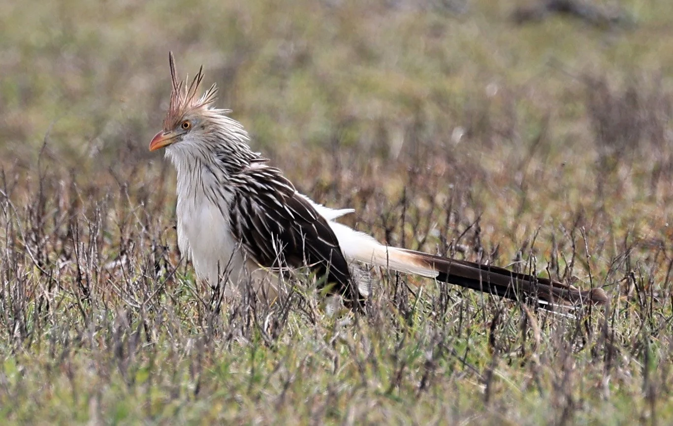 Guira Cuckoo (Guira guira) El Palmar National Park, Entre Rios, Argentina (3).jpg