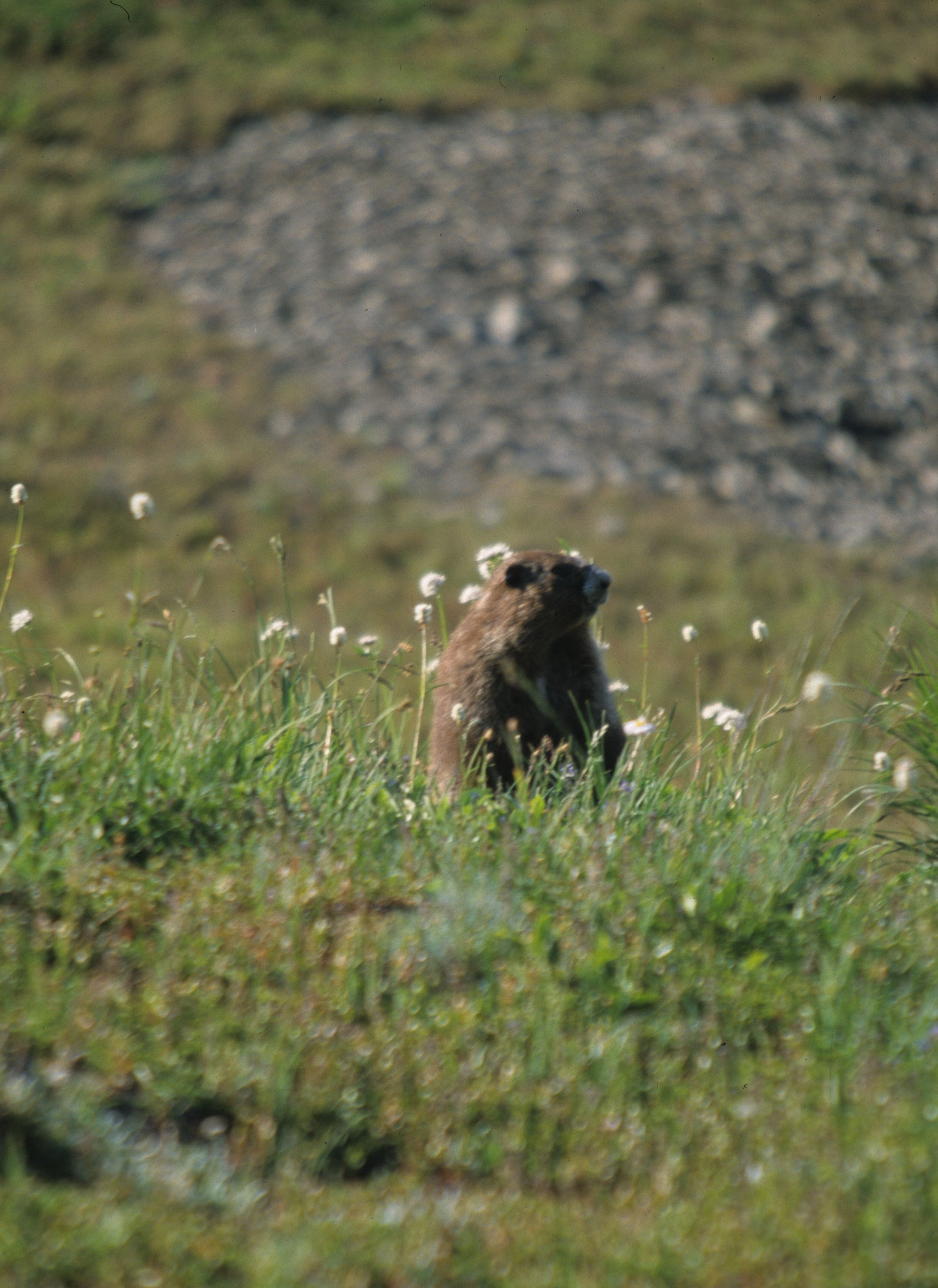 RODENTIA - MARMOT - OLYMPIC - MARMOTA OLYMPICA B.jpg