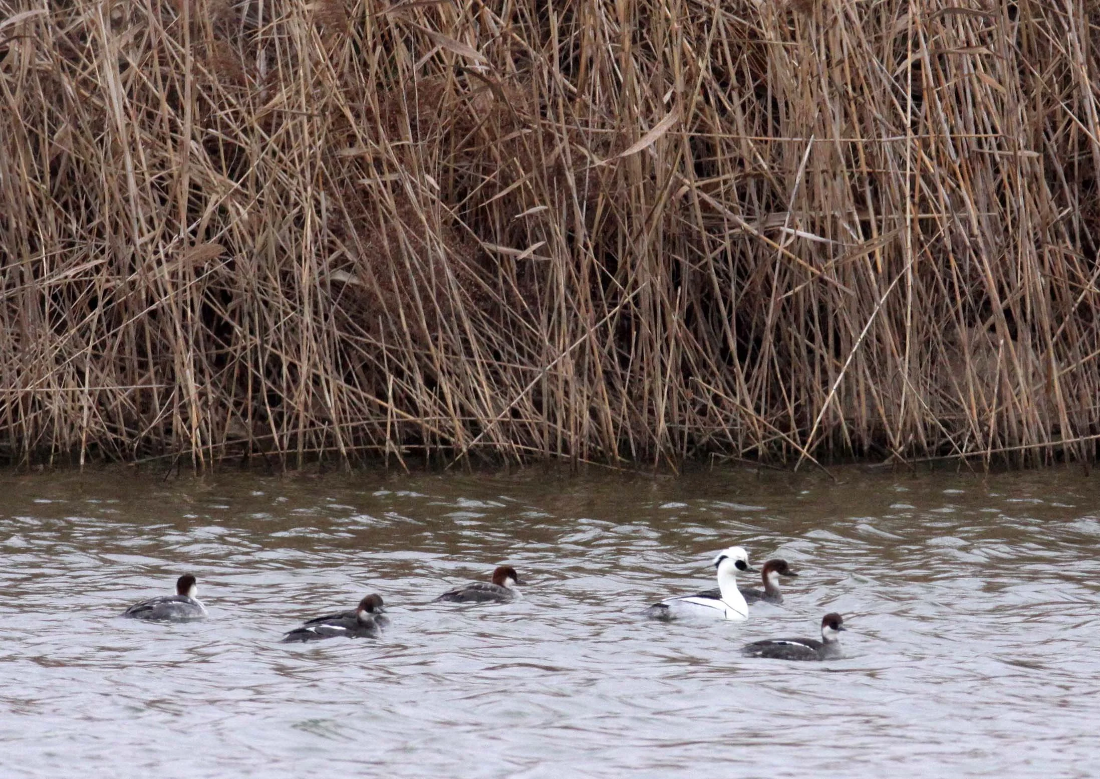 SMEW - Mergellus albellus - YANCHENG CHINA (18).JPG