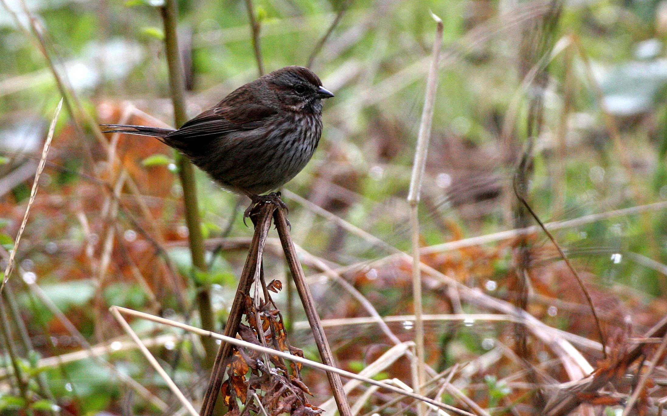 BIRD - SPARROW - SONG SPARROW - LAKE FARM WA (2).JPG