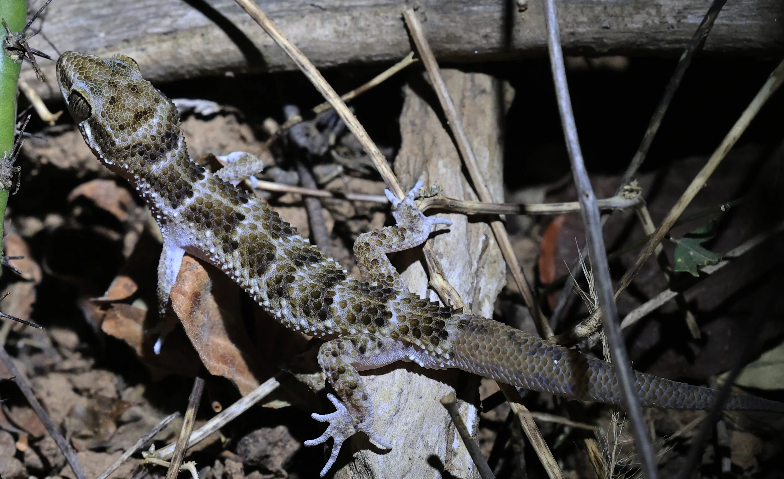 South American  Marked Gecko (Homonota fasciata) Parque Nacional Teniente Agripino Enci (18).jpg