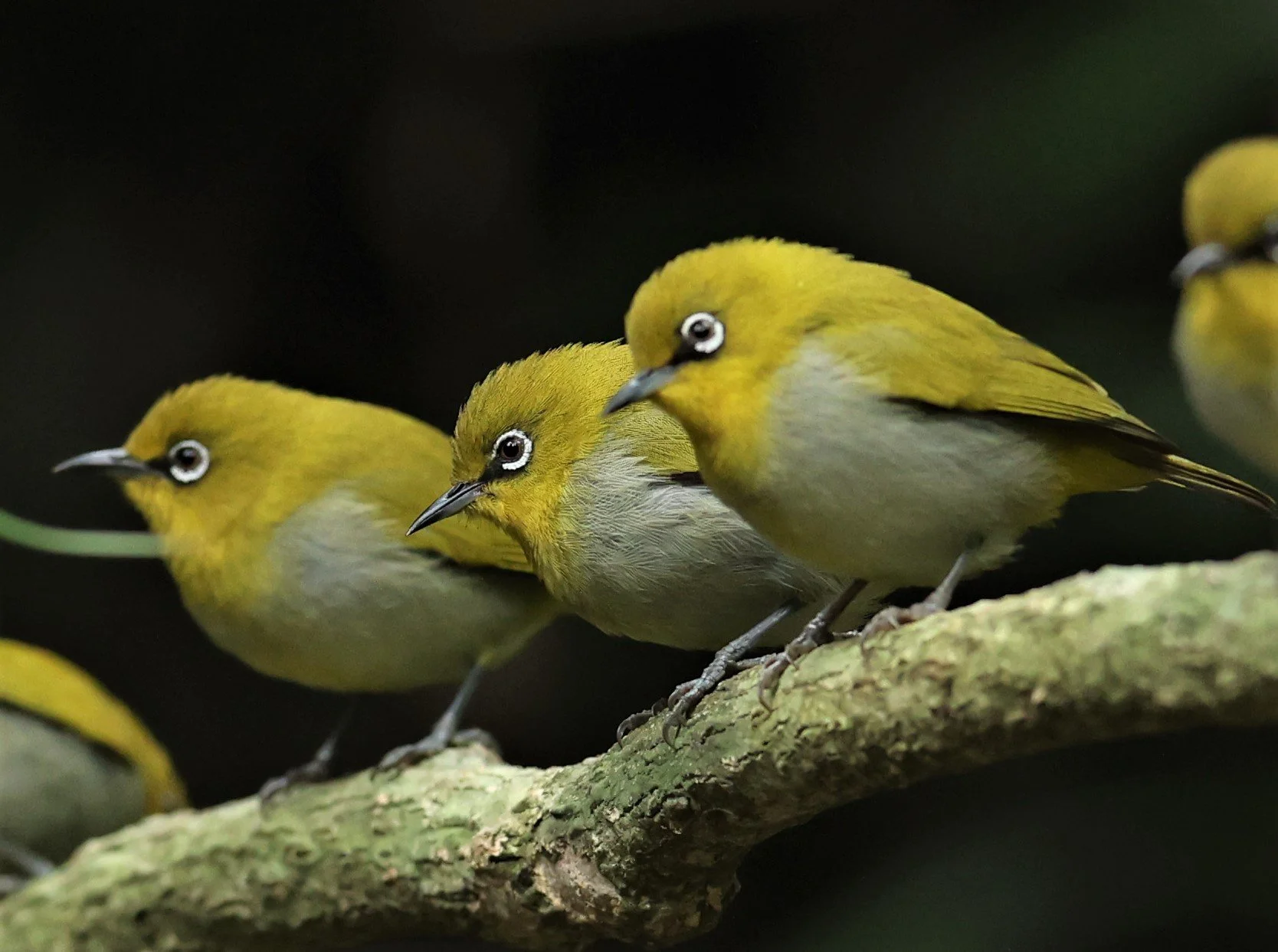Indian White-eye (Zosterops palpebrosus) Doi Inthanon NP Chiang Mai (13).JPG