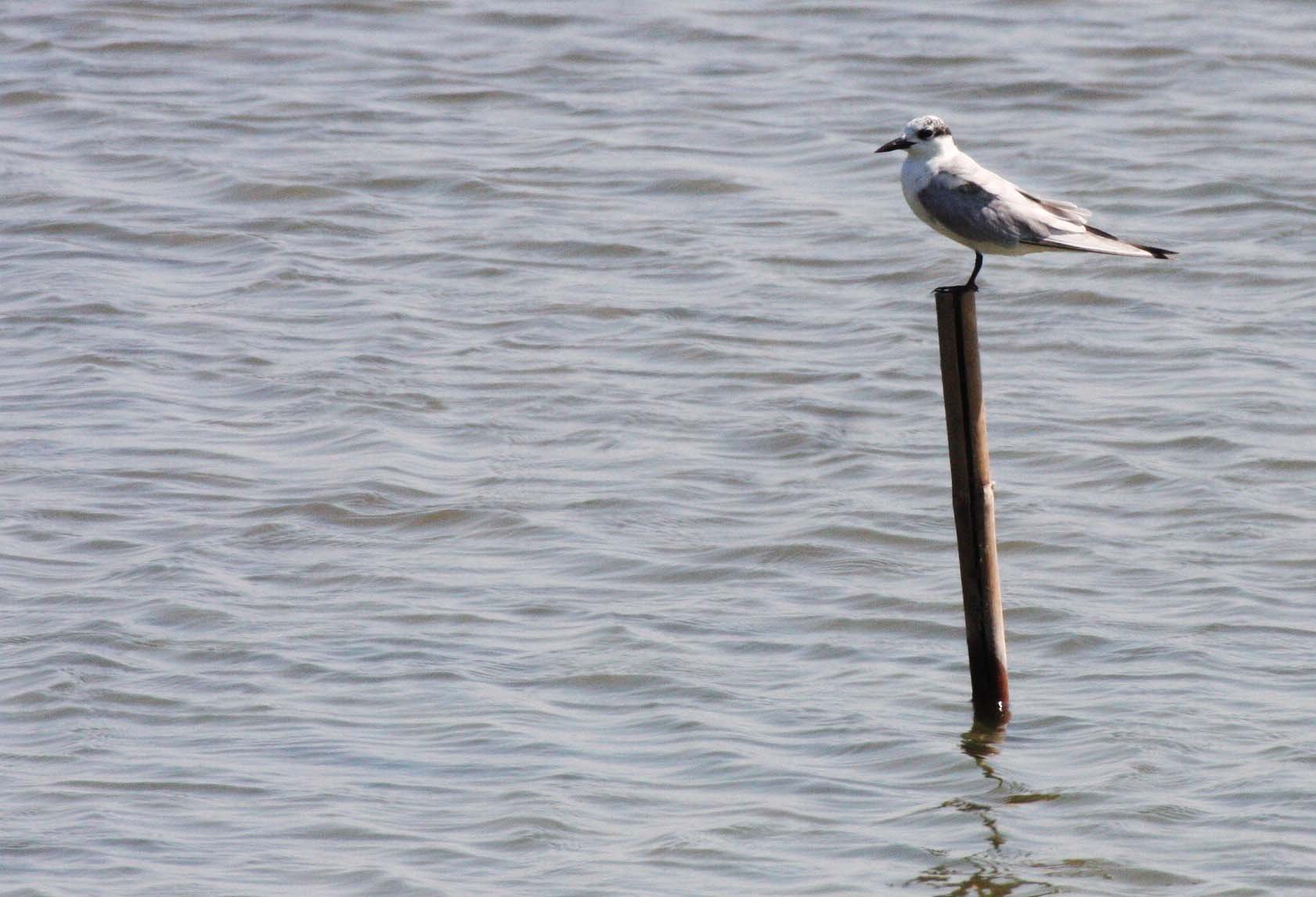 BIRD - TERN - LITTLE TERN - STERNA ALBIFRONS - SOUTH OF BKK - CHRISTMAS IN THAILAND TRIP 2008 (5).JPG