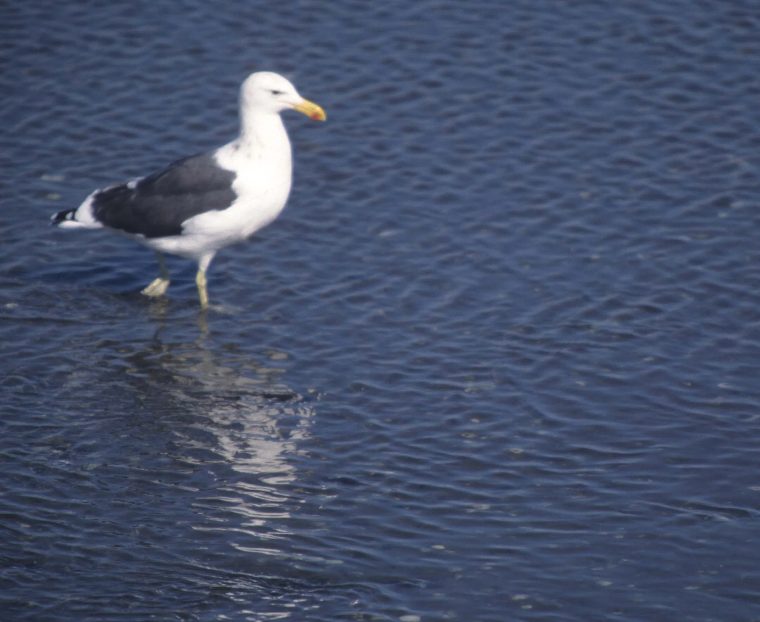 BIRDS - GULL - KELP - NAMIBIA COAST.jpg