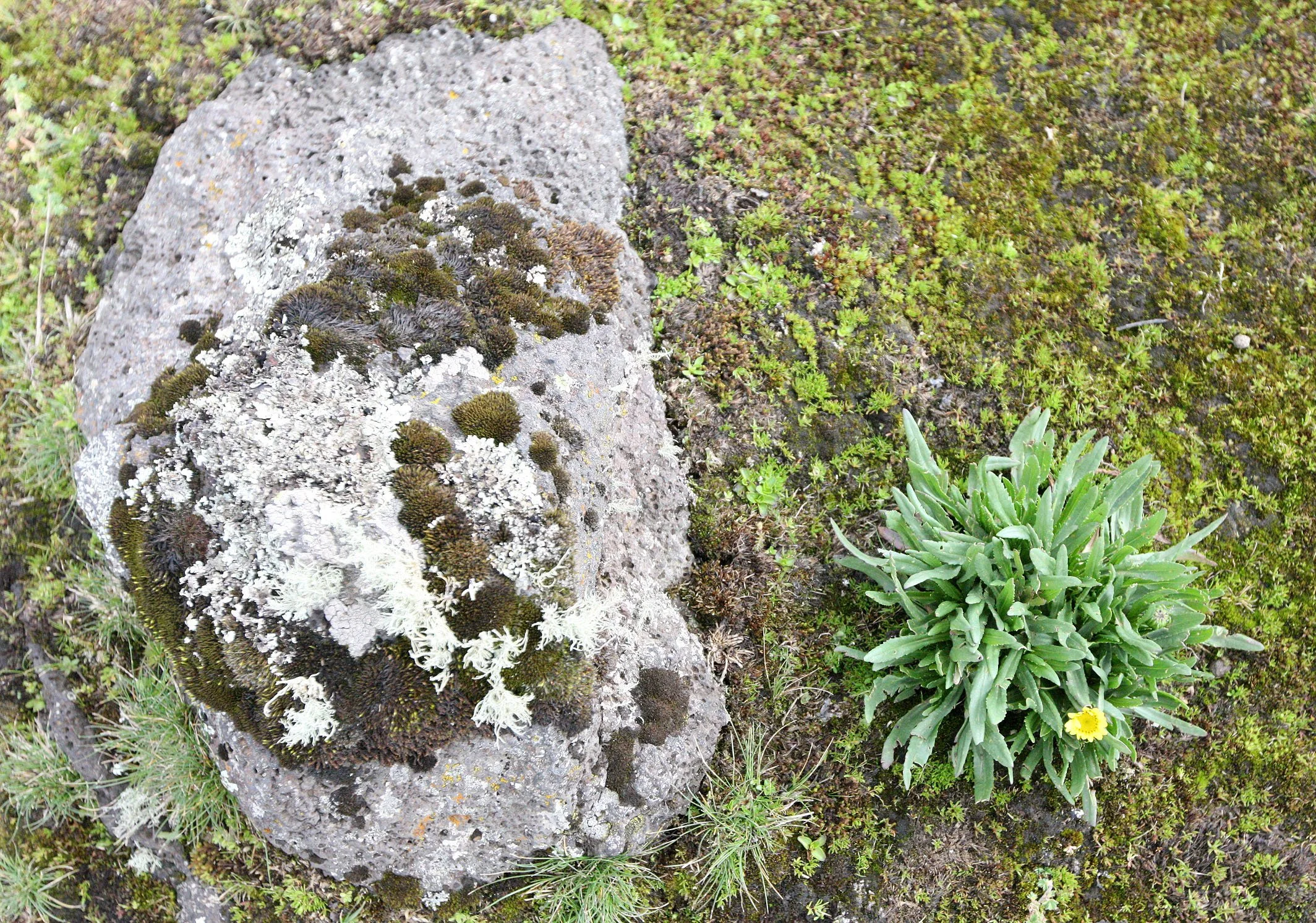 BALE MOUNTAINS NATIONAL PARK - SANETTI PLATEAU (44).JPG