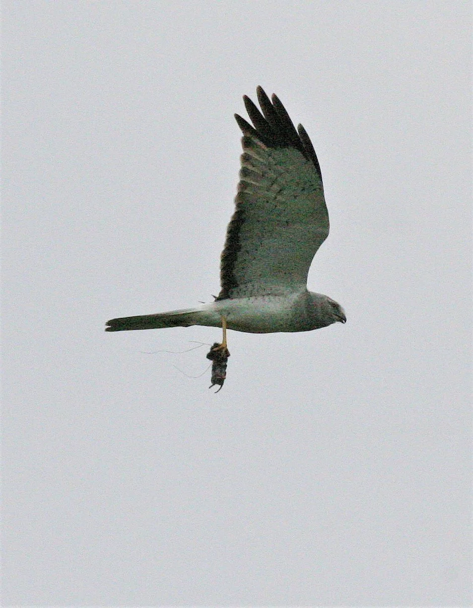 Circus hudsonius - NORTHERN HARRIER - JAMESTOWN WASHINGTON aa.jpg