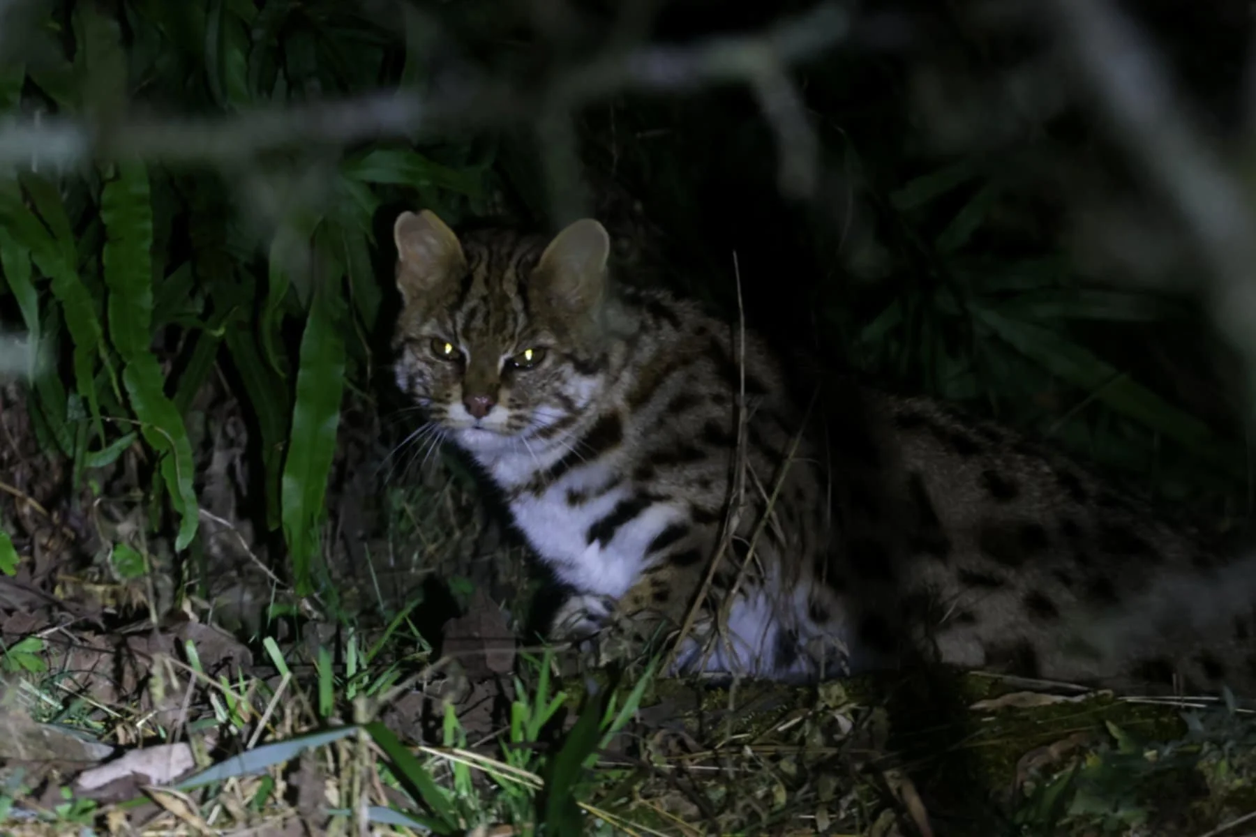 Leopard Cat by Charley Hesse