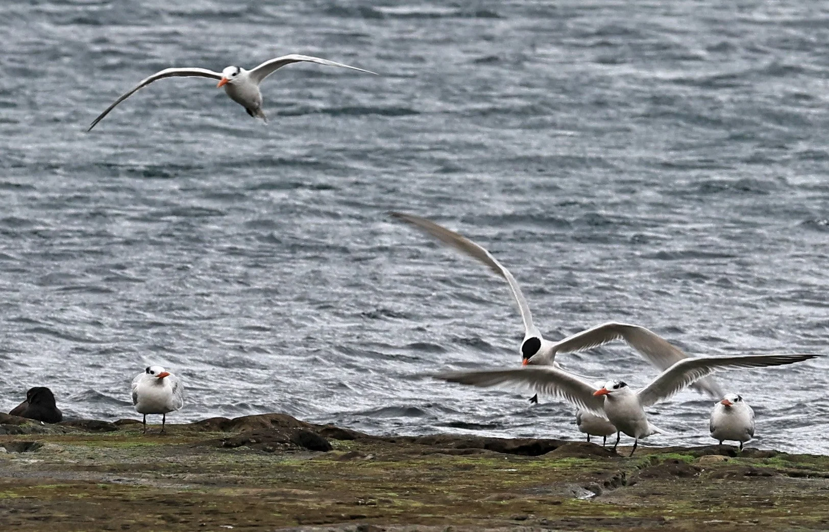 Royal Tern (Thalasseus maximus) Puerto Pyramides, Valdes Peninsula, Chubut Province, Argentina (9).jpg