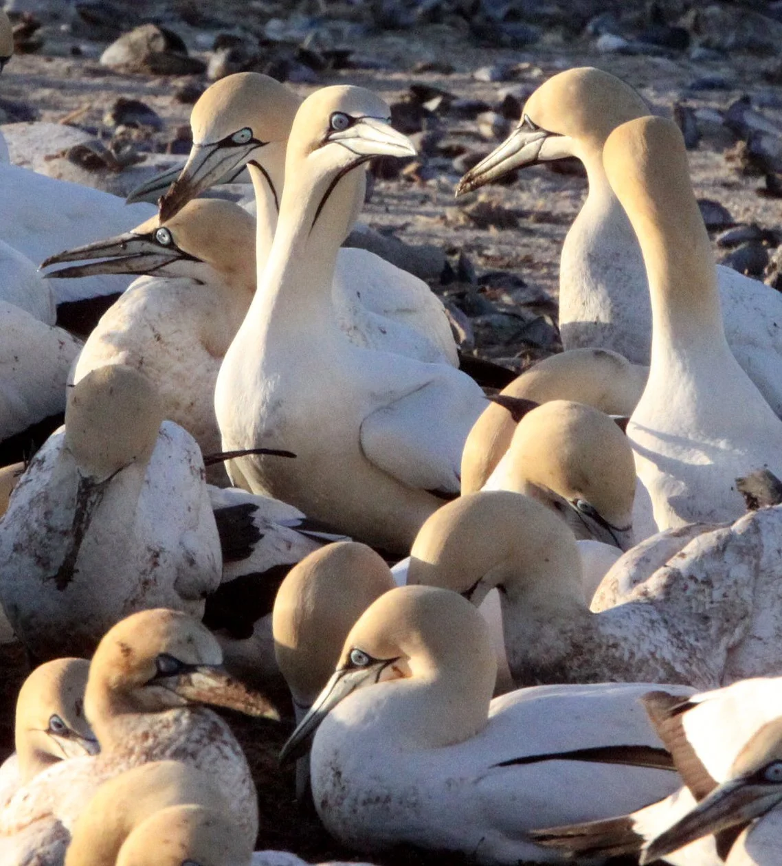 Cape gannet (Morus capensis) Lambert's Bay South Africa (89).JPG