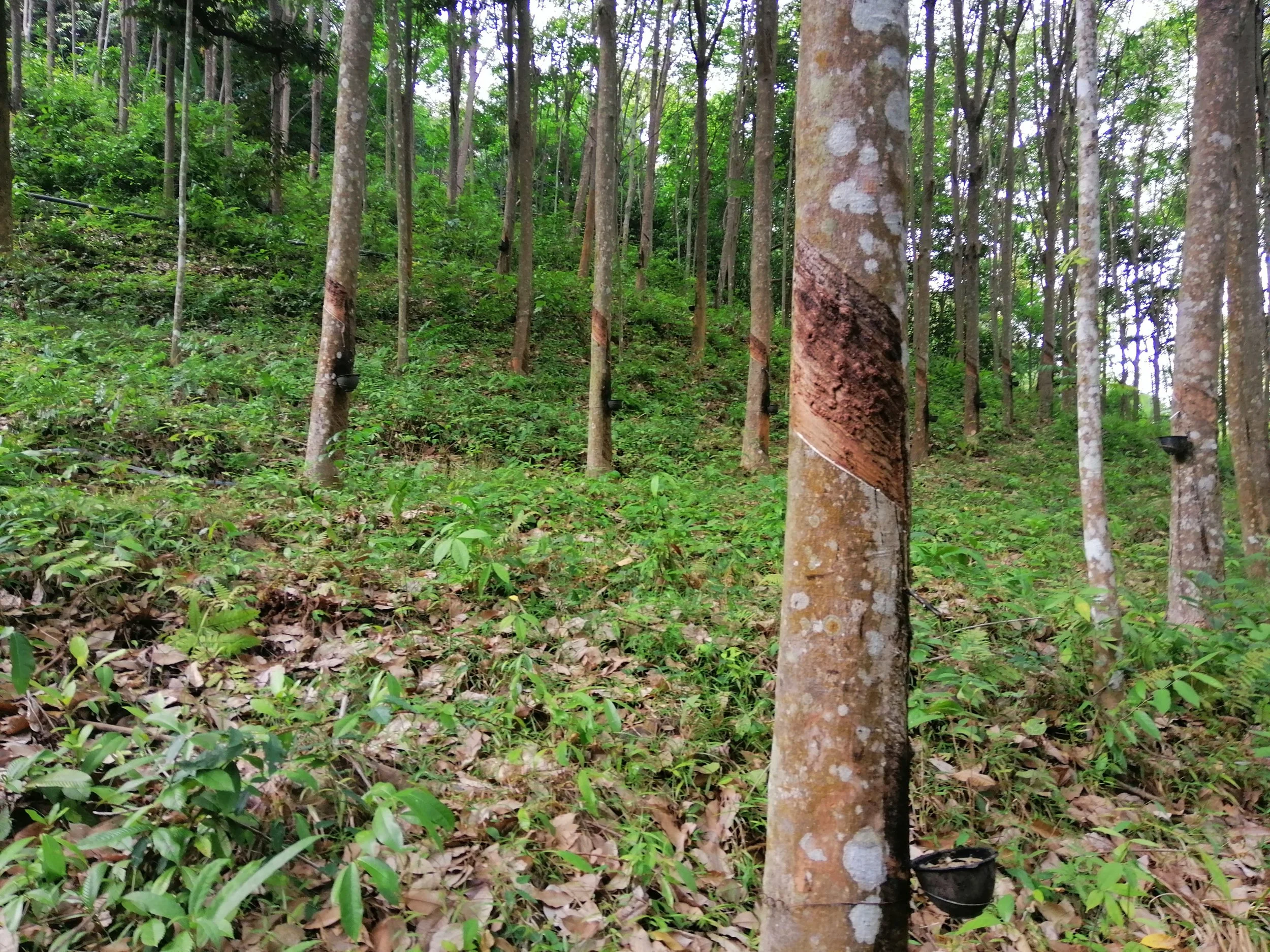 2018 Koh Lanta Misc  (105).jpg