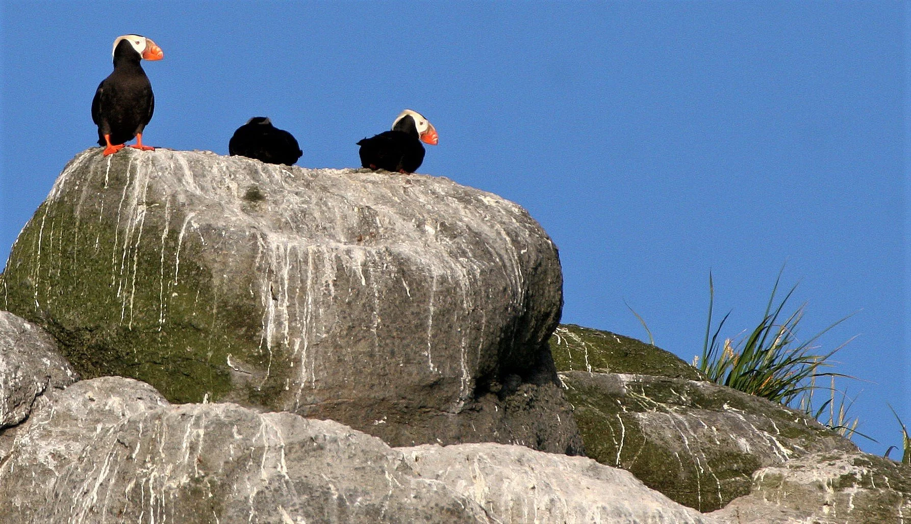 Fratercula cirrhata - TUFTED PUFFIN - COMMANDERS (13).jpg