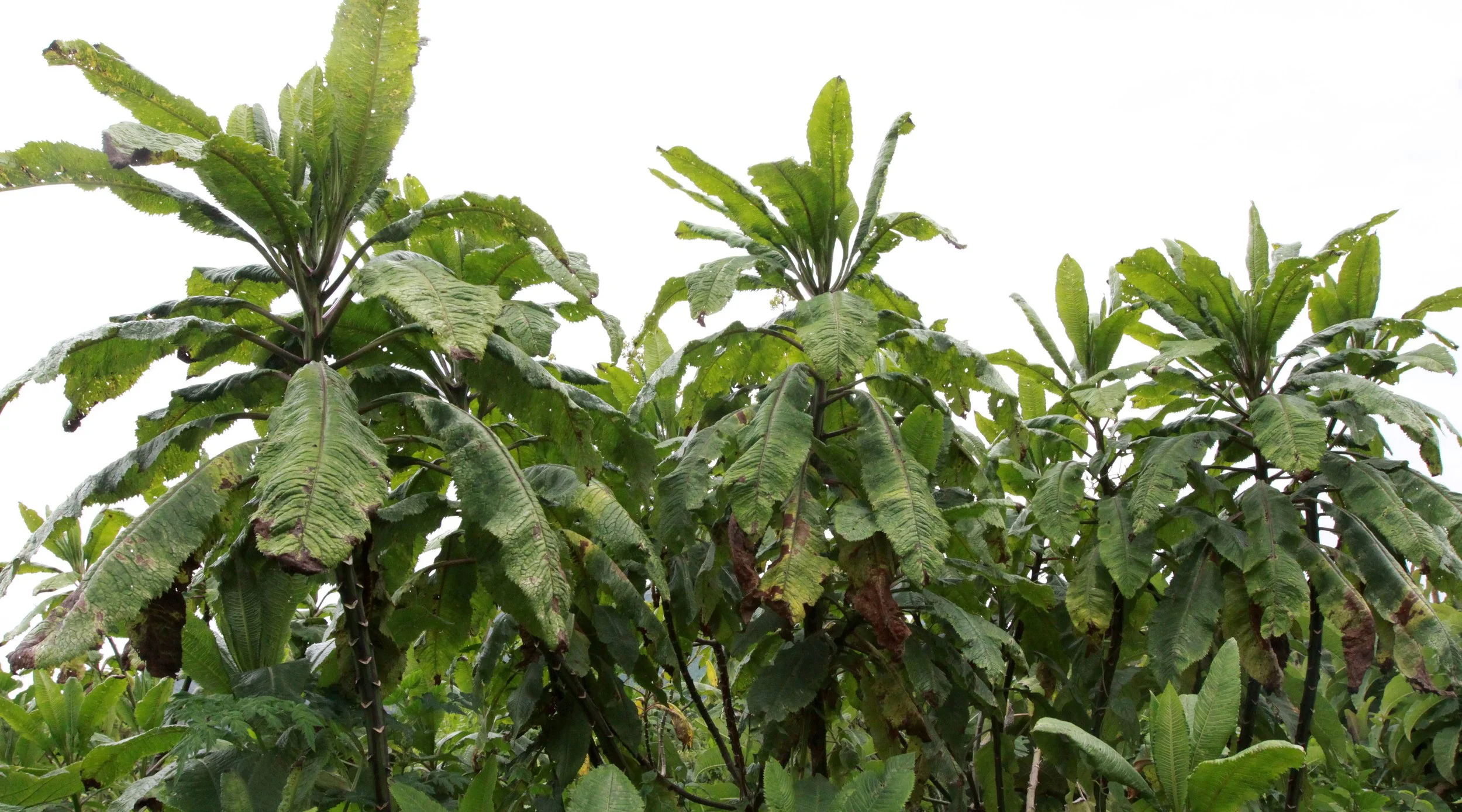 PARC DU VULCANS RWANDA (386).JPG