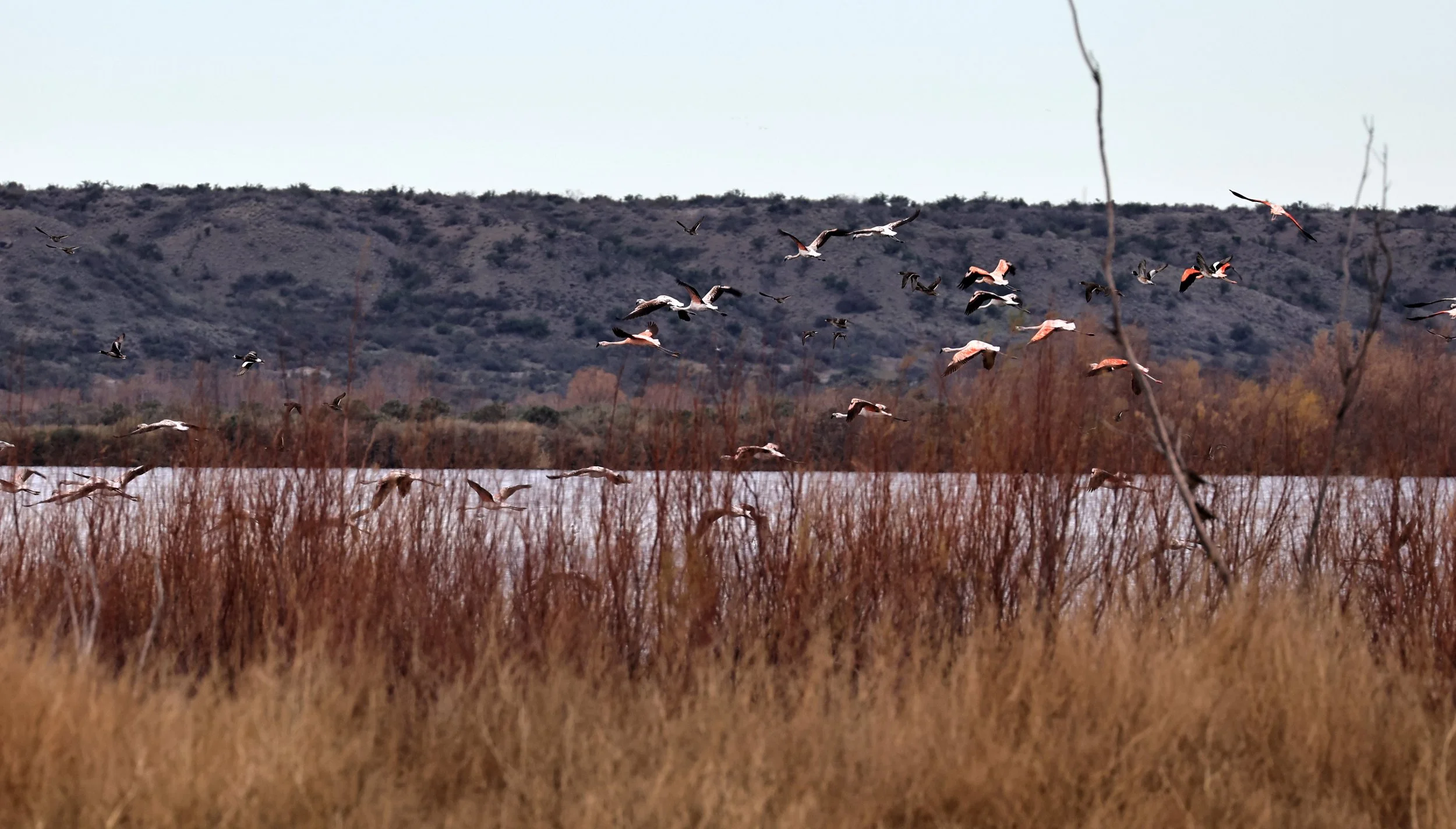 Chilean Flamingo (Phoenicopterus chilensis) Lagunas del Ornitólogo, Trelew Argentina (67).jpg