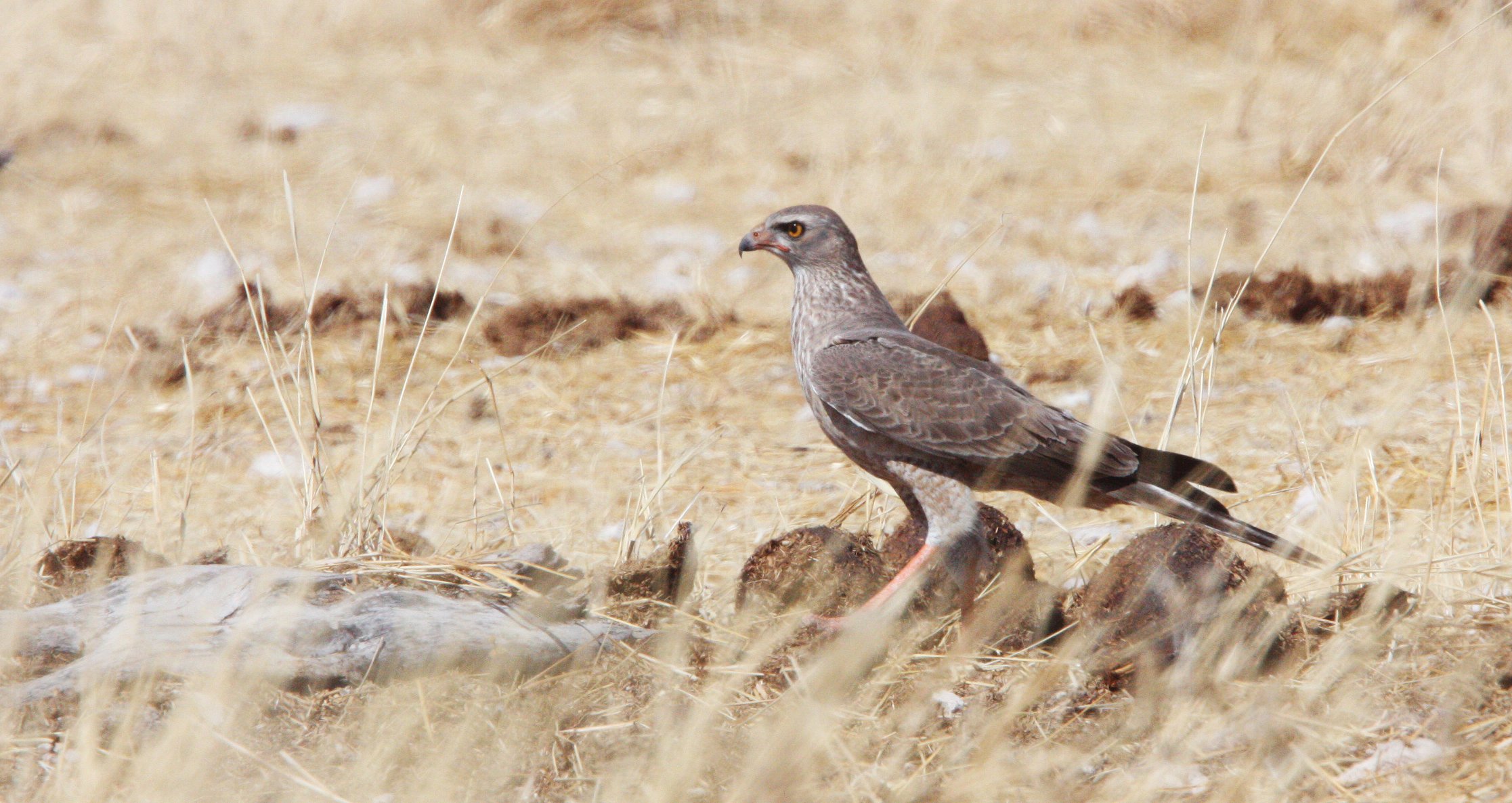 Melierax canorus - PALE CHANTING GOSHAWK - ETOSHA NATIONAL PARK NAMIBIA aa1 (3).JPG