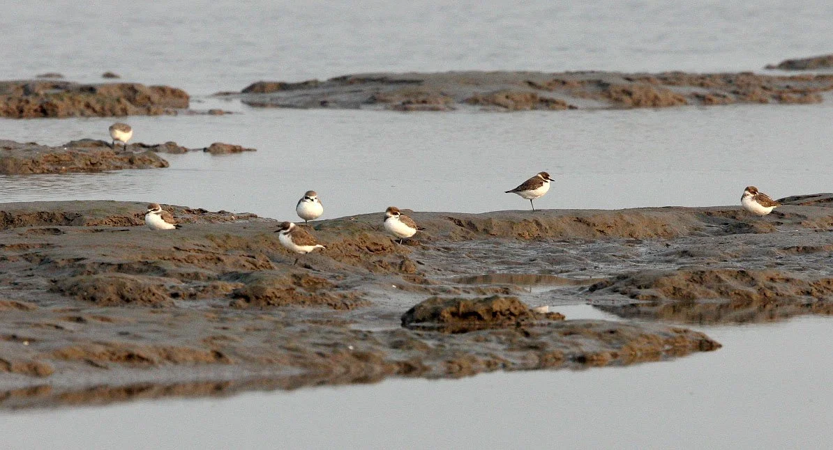 BIRD - PLOVER - KENTISH PLOVER - NANKOU, RUDONG, CHINA.JPG