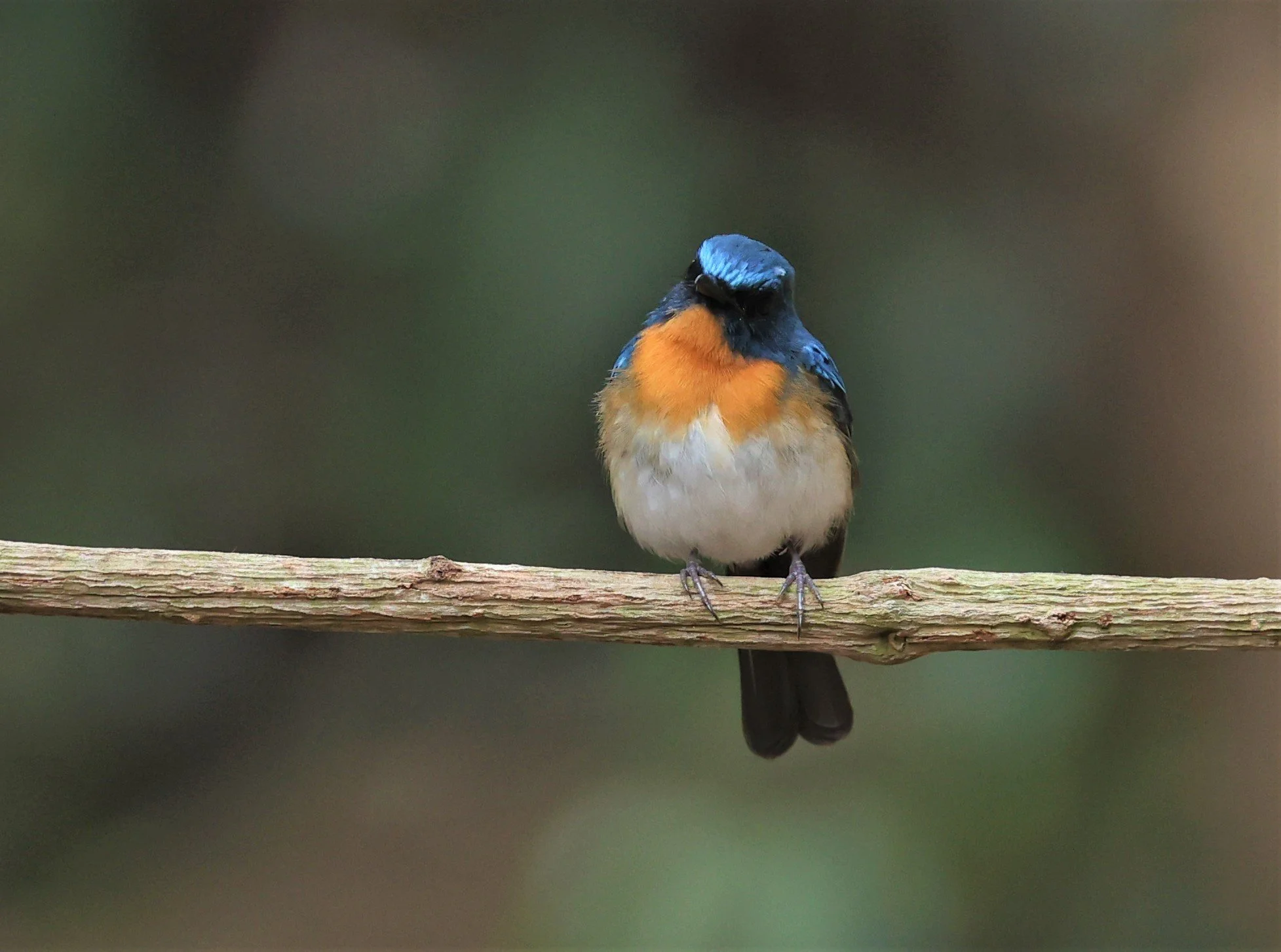 FLYCATCHER - INDOCHINESE BLUE-FLYCATCHER - Cyornis sumatrensis - SRI SATCHANALAI NP MANAO WATERHOLE MAY 1 2022 (78).jpg