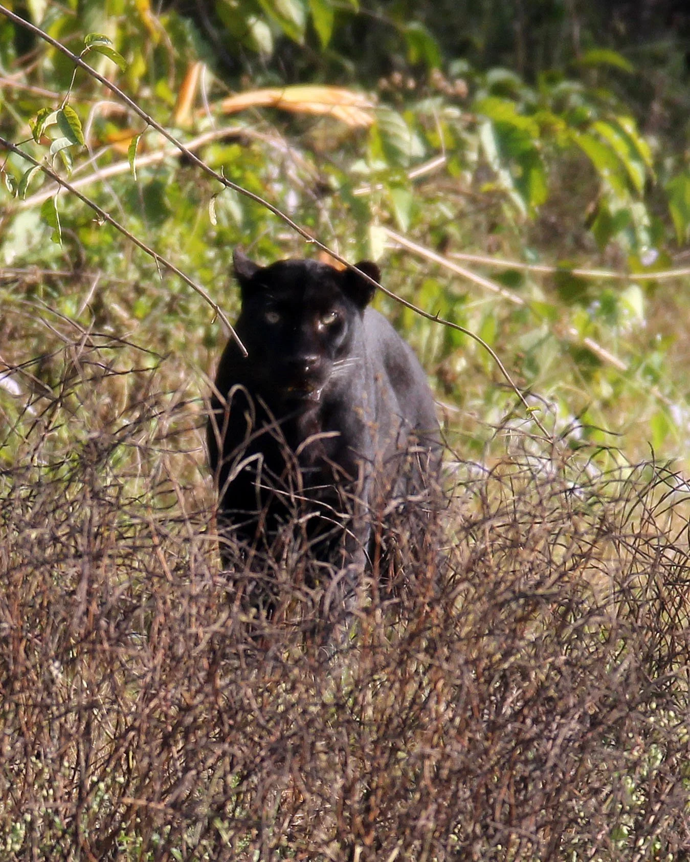 Panthera pardus delacouri - INDOCHINESE LEOPARD - MELANISTIC FORM - HUAI KHA KHAENG - KAPOK KAPIEN STATION & MINERAL LICK - THAI (30).JPG