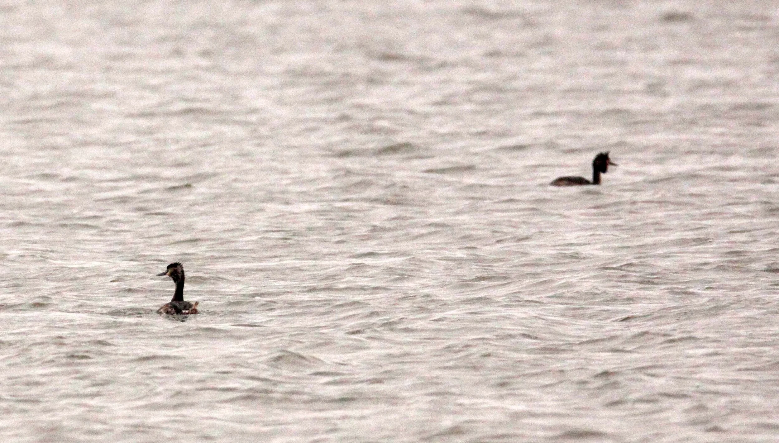 Great Crested Grebe (Podiceps cristatus) Yancheng China (1).JPG