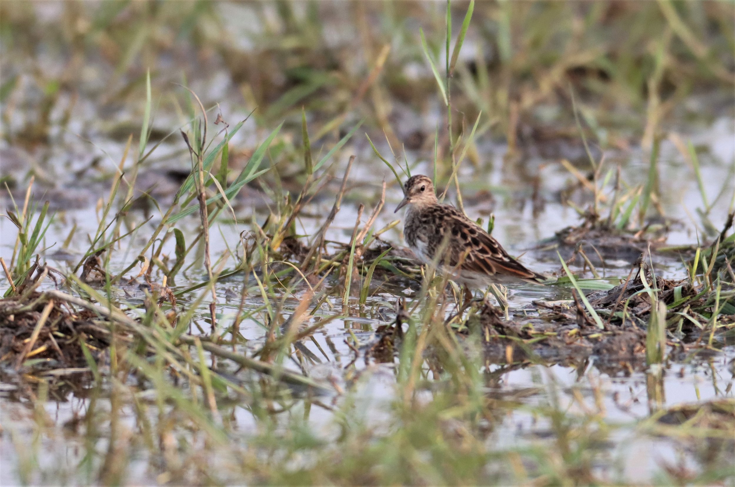 STINT - Long-toed Stint - Calidris subminuta - PATHUM THANI RICE RESEARCH CENTER MAR 13 (1).jpg
