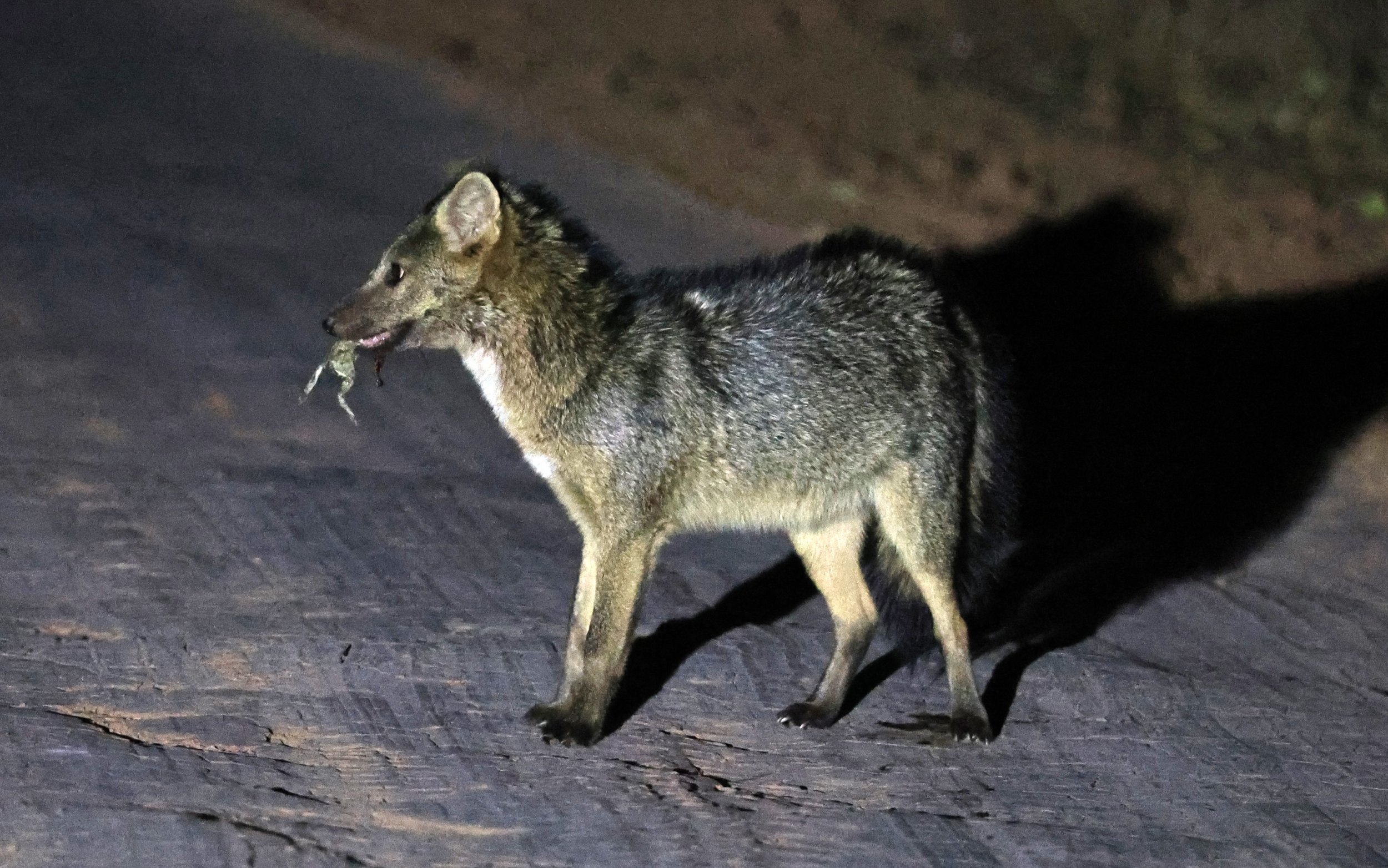 Crab-eating Fox (Cerdocyon thous) Agua Dulce Paraguay (19).jpg