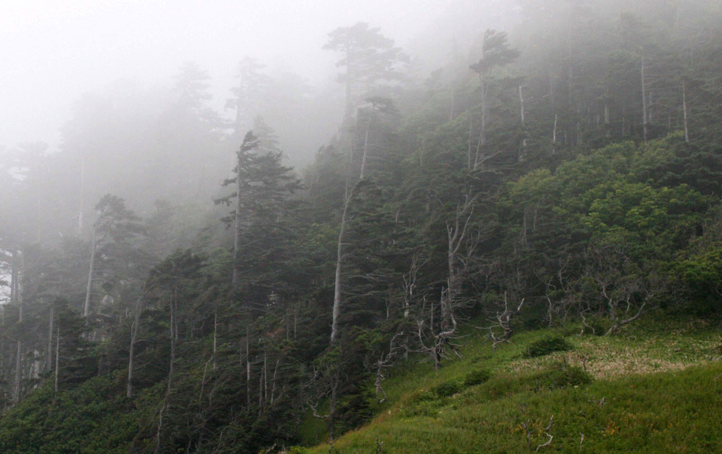 KURIL ISLANDS - FLORA  (57).jpg