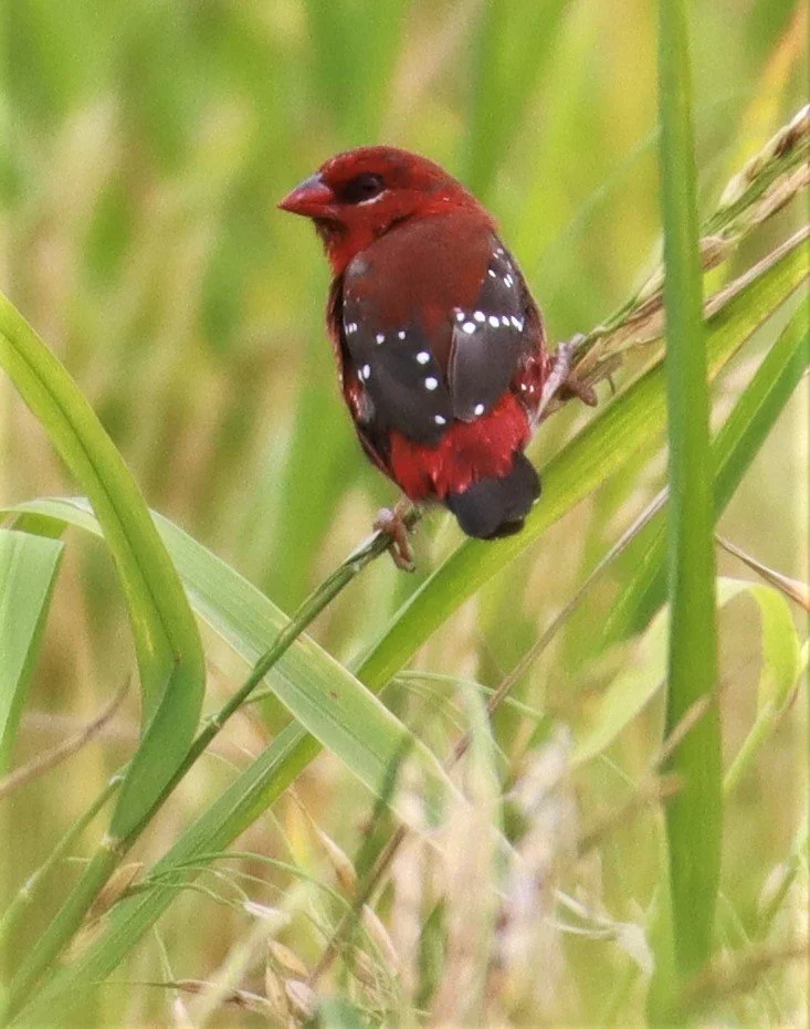 RED AVADAVAT - Amandava amandava - LAD KRABANG  THAP YAO RICE FIELDS AUGUST 14 2021 (119).jpg
