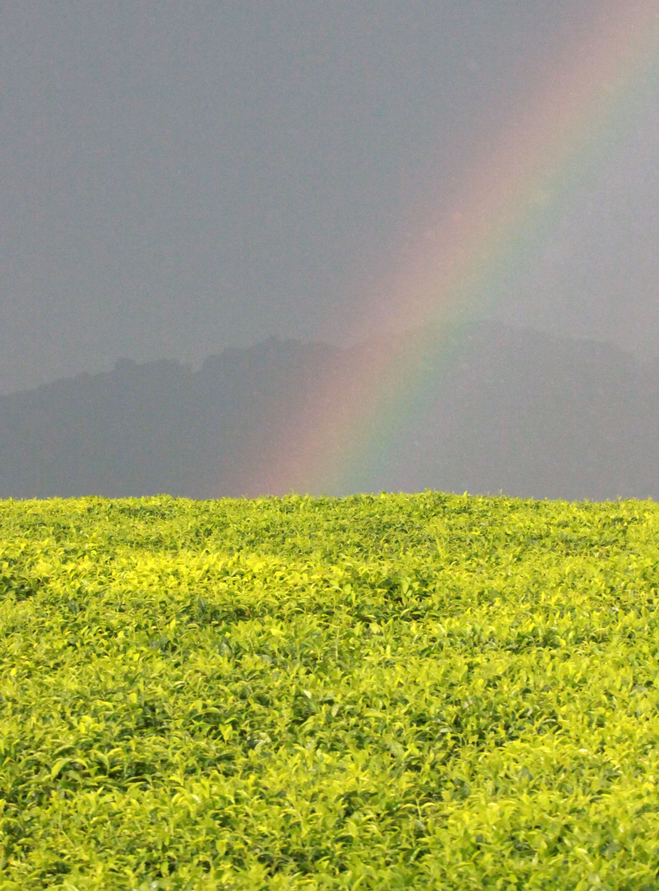 NYUNGWE NATIONAL PARK RWANDA - GISAKURA TEA ESTATE (546).JPG