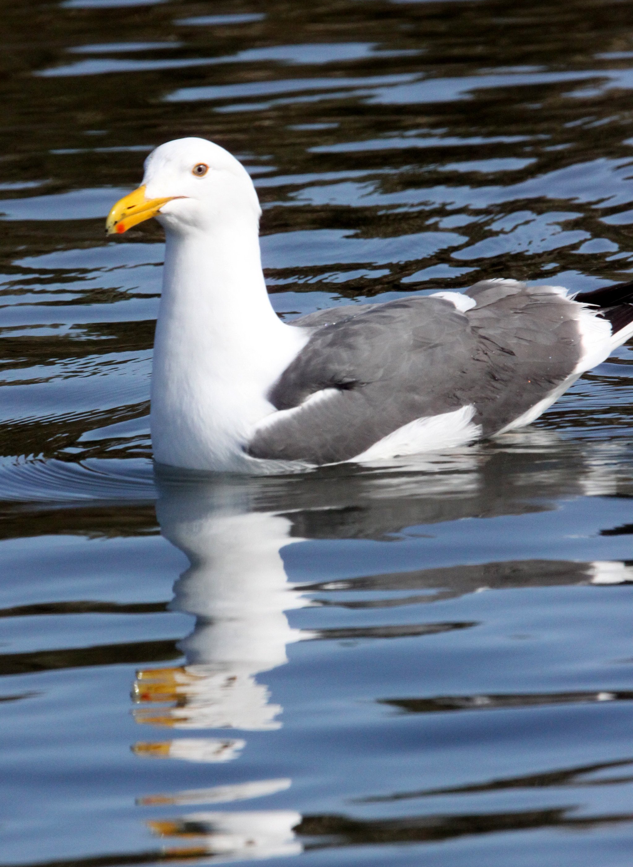 BIRD - GULL - WESTERN GULL - ELKHORN SLOUGH CALIFORNIA (8).JPG