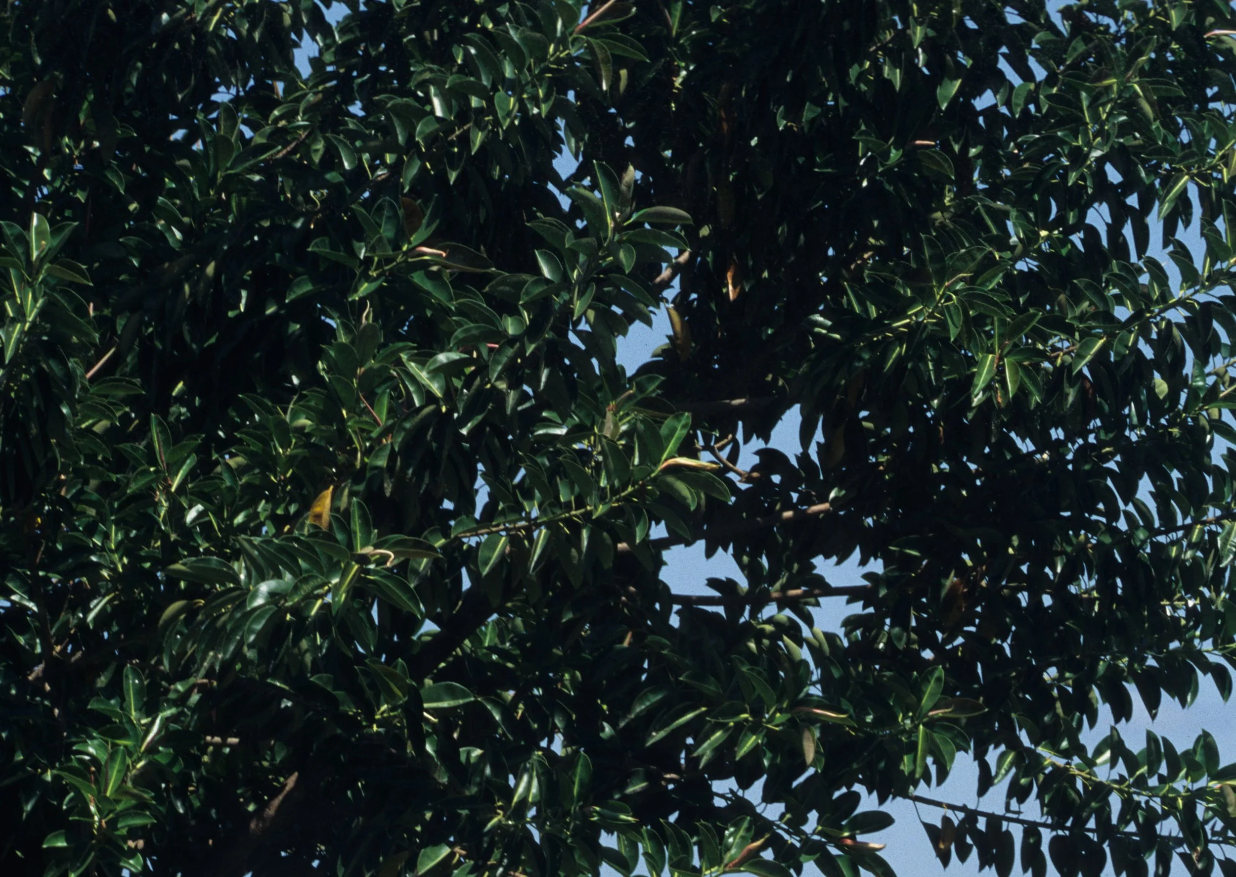 UGANDA - TREE SPECIES.jpg