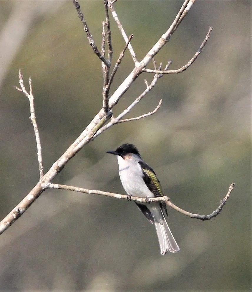 BULBUL - ASHY BULBUL - Hemixos flavala - KHAO YAI NP KHAO DIEU DAI MTN (2).jpg
