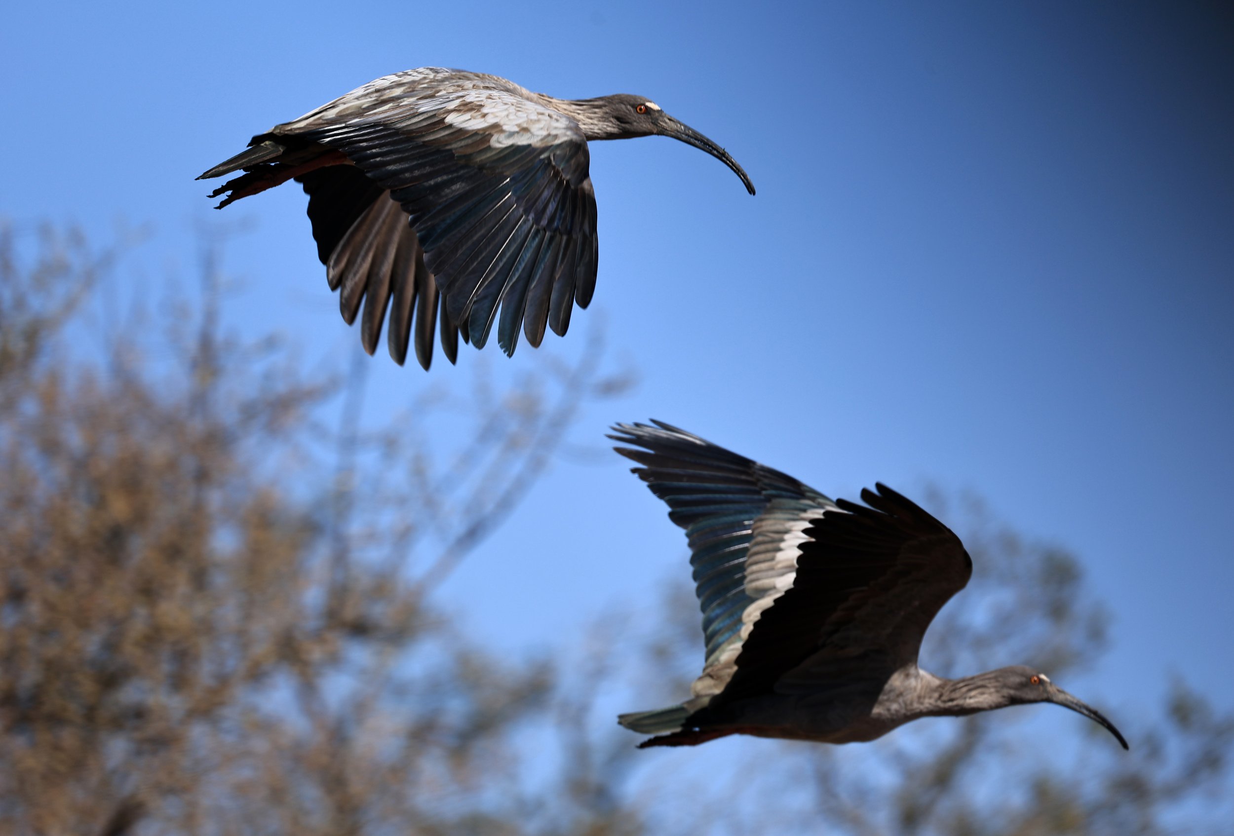 Plumbeous Ibis (Theristicus caerulescens) Agua Dulce Paraguay (7).jpg