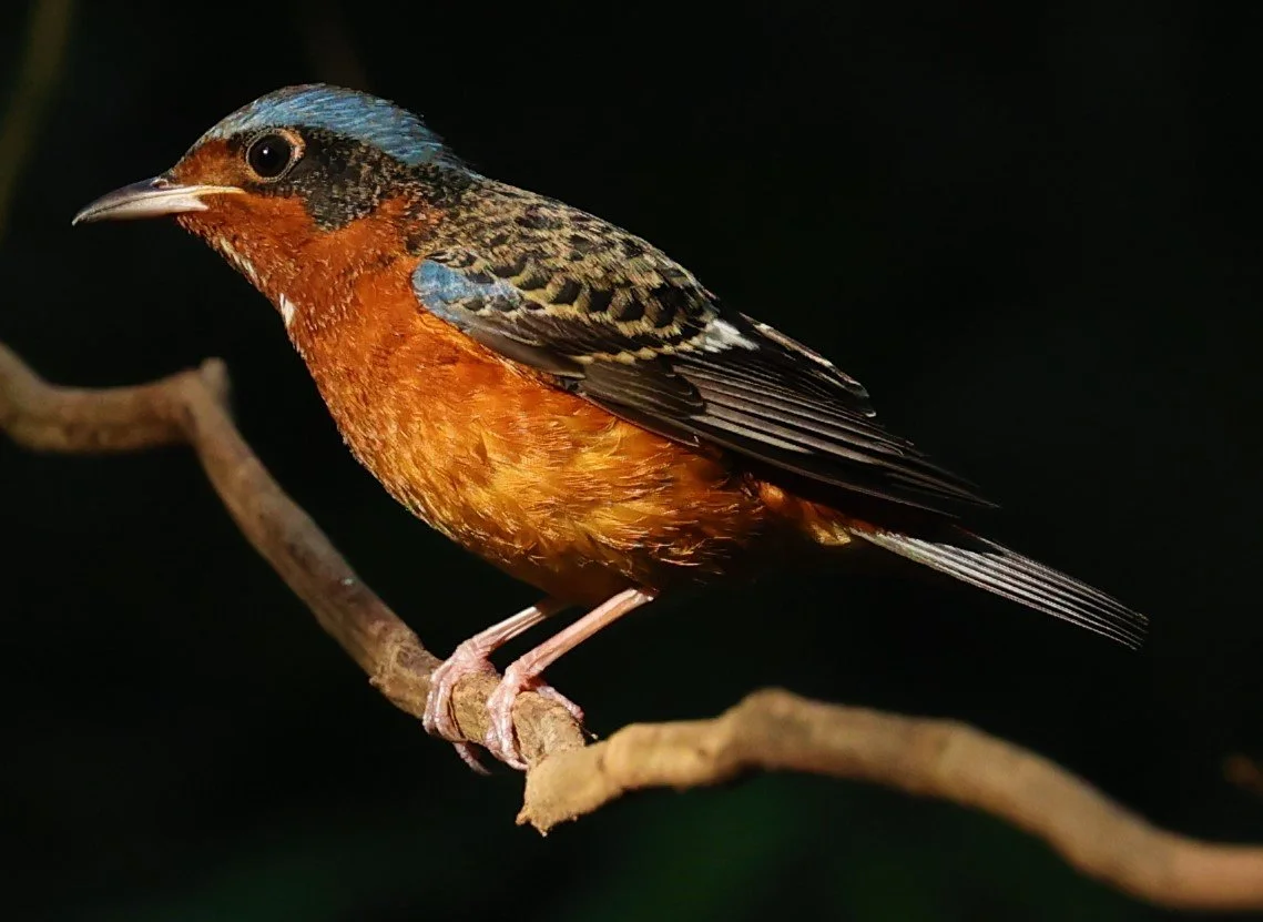 ROCK-THRUSH - WHITE-THROATED ROCK-THRUSH - Monticola gularis - WAT THAM PRATHUM CHONBURI JAN 30 2022 (69).jpg