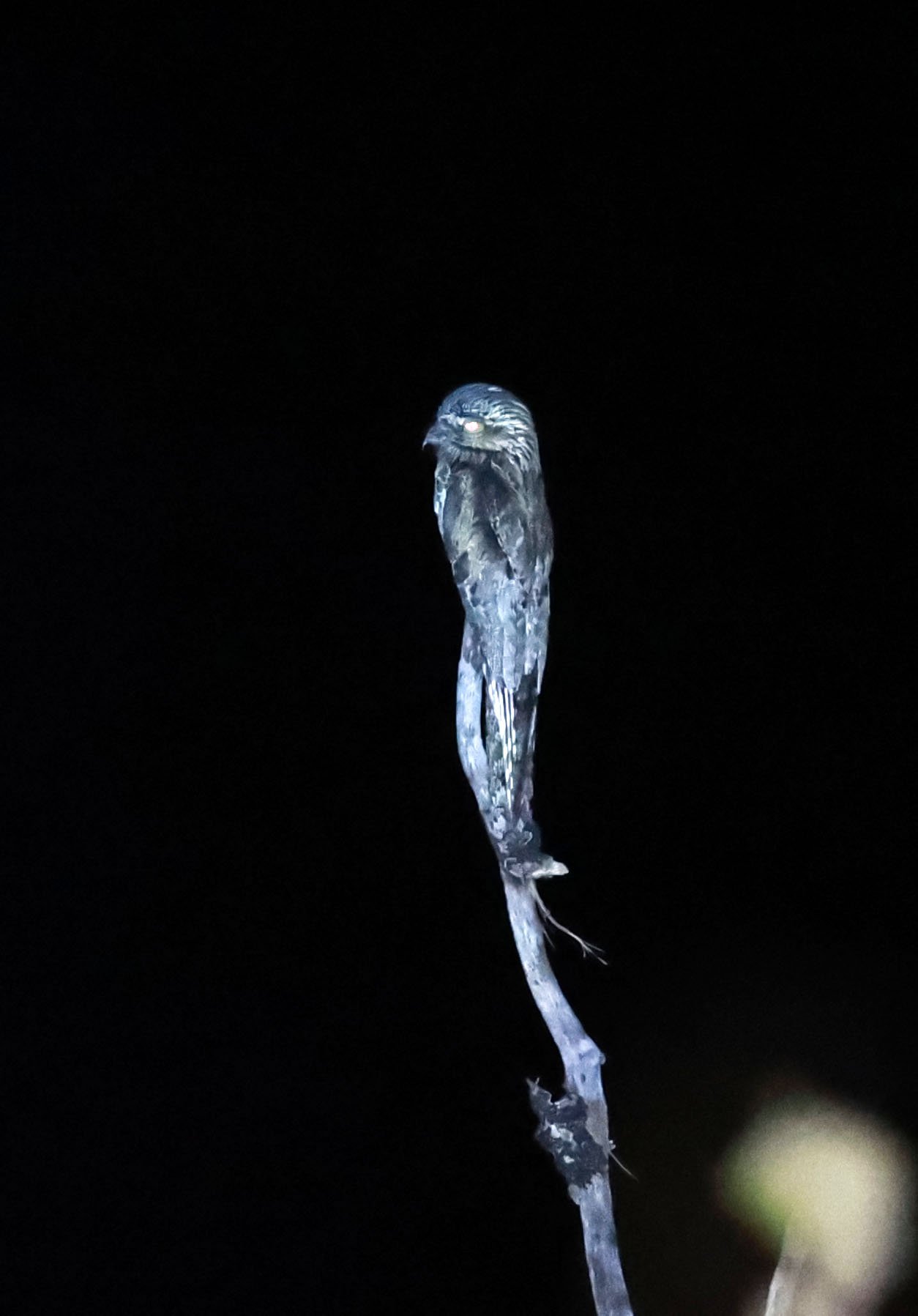 Potoo - Common Potoo - Nyctibius griseus - Emas National Park, Goias State, Brazil (12).jpg