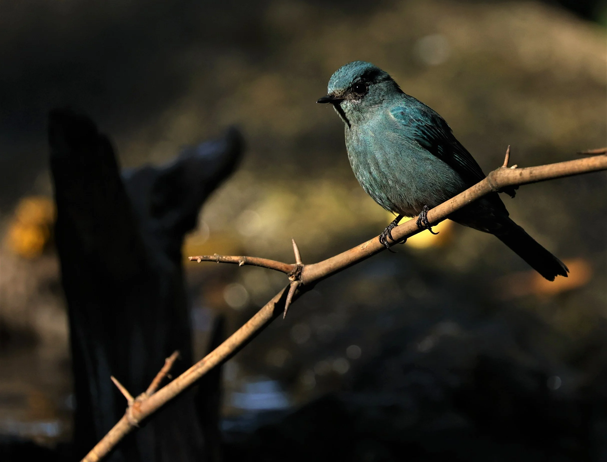 FLYCATCHER - VERDITER FLYCATCHER - Eumyias thalassina - WAT THAM PRATHUM CHONBURI JAN 30 2022 (160).jpg