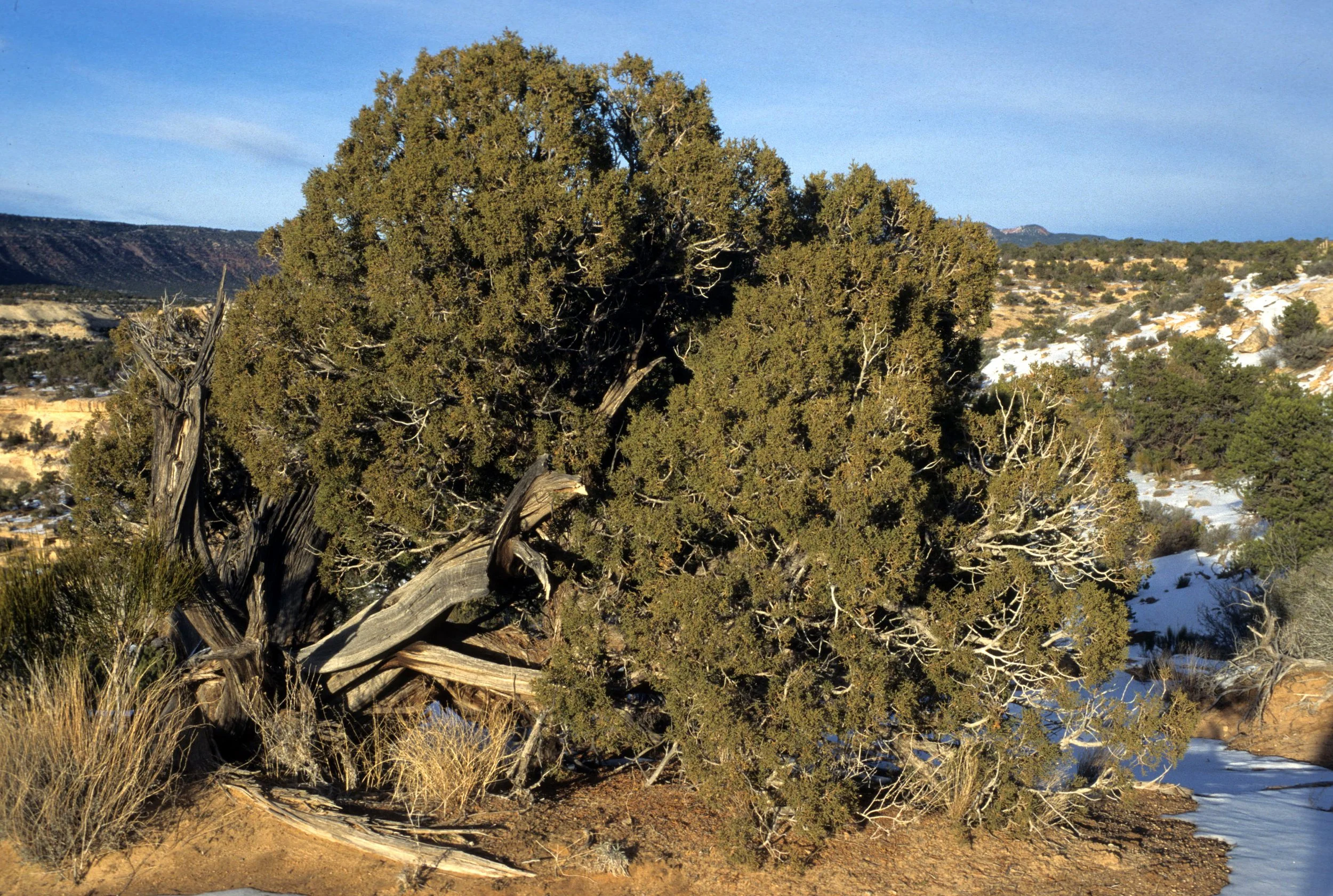 UTAH - CANYONLANDS NP - JUNIPERUS UTAHENSIS - UTAH JUNIPER.jpg