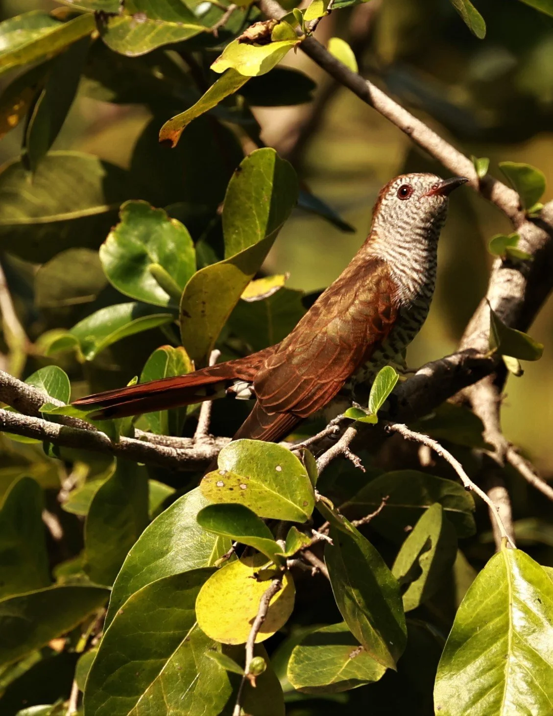 Violet Cuckoo (Chrysococcyx xanthorhynchus) Rama IX Park Bangkok (50).jpg