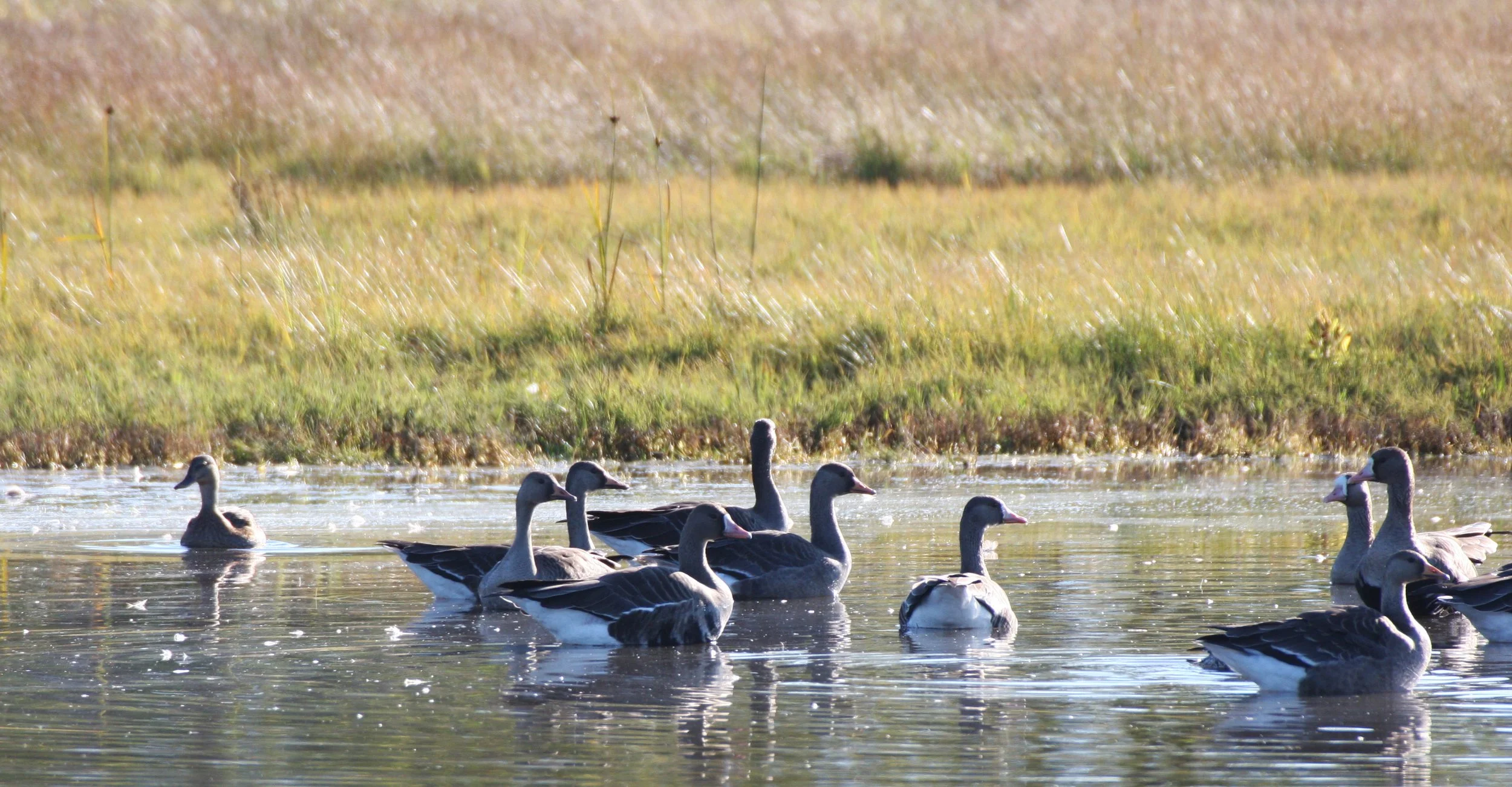 GOOSE - GREATER WHITE FRONTED - Anser albifrons - SEQUIM PRAIRIE WA (8).JPG