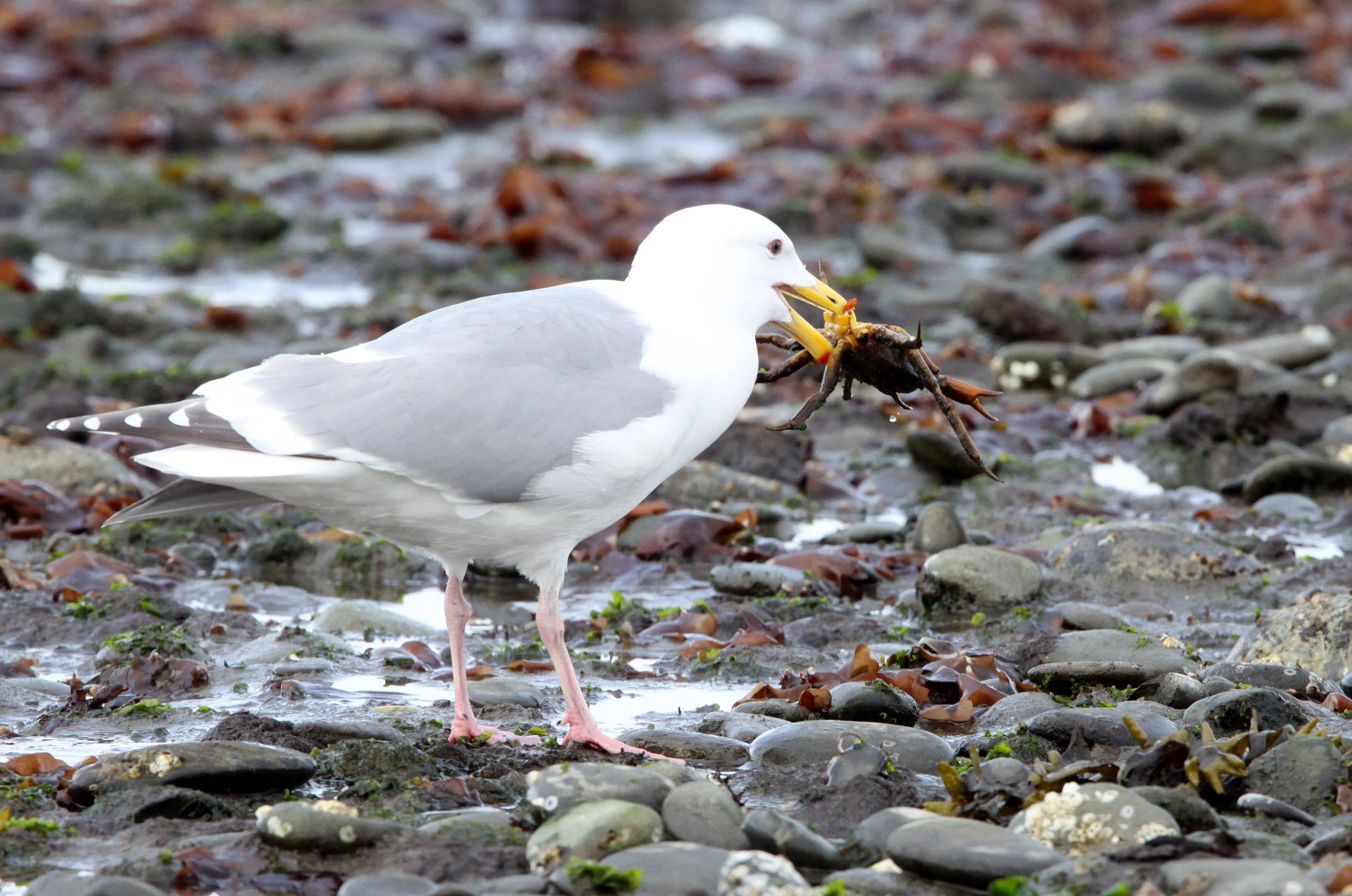 BIRD - GULL - GLAUCOUS WING GULL - EATING ROCK CRAB - PA HARBOR WA.JPG