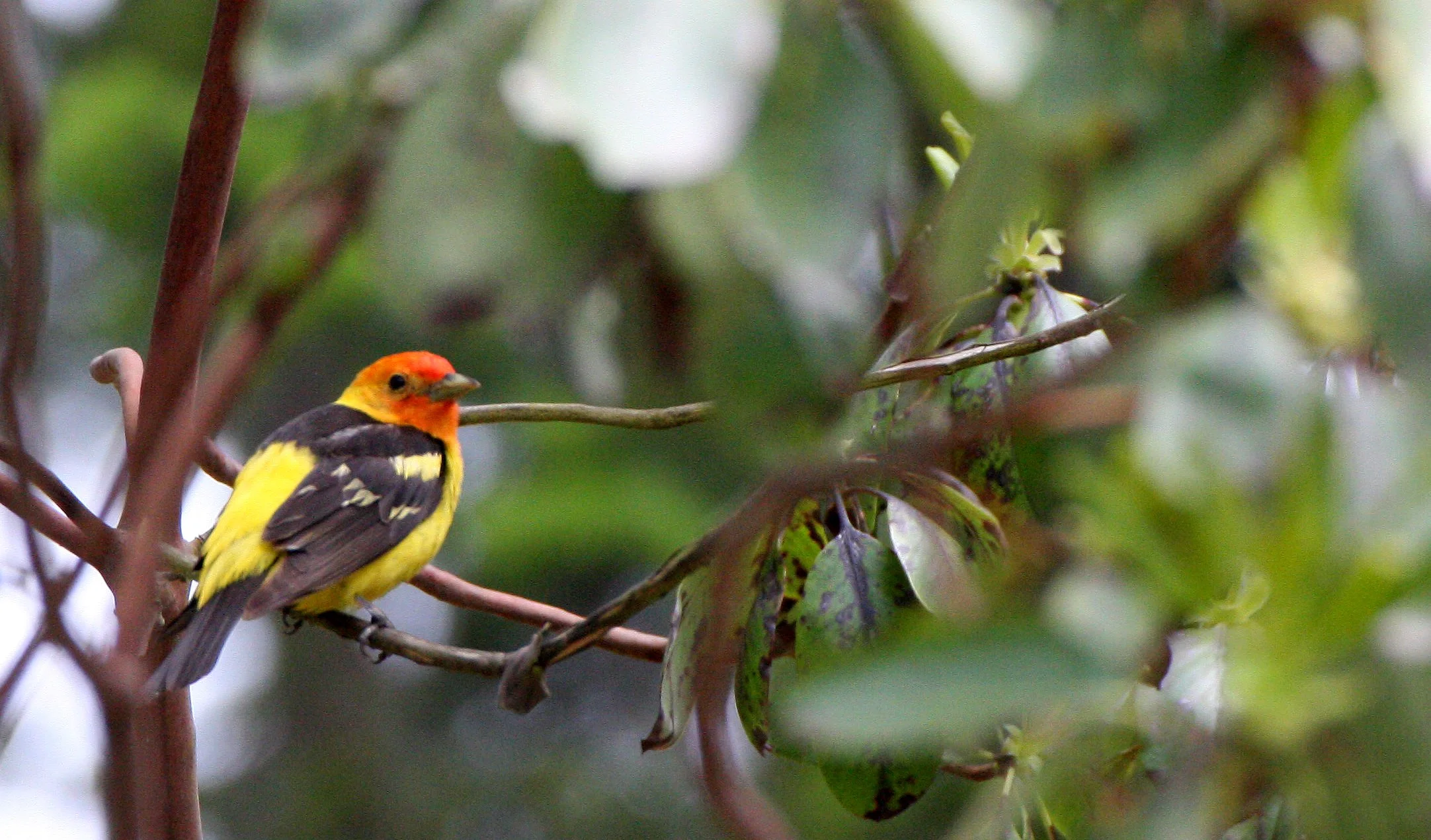 Tanager - Piranga ludoviciana - Western Tanager - Lake Farm, Port Angeles, Olympic Peninsula Washington (34).JPG