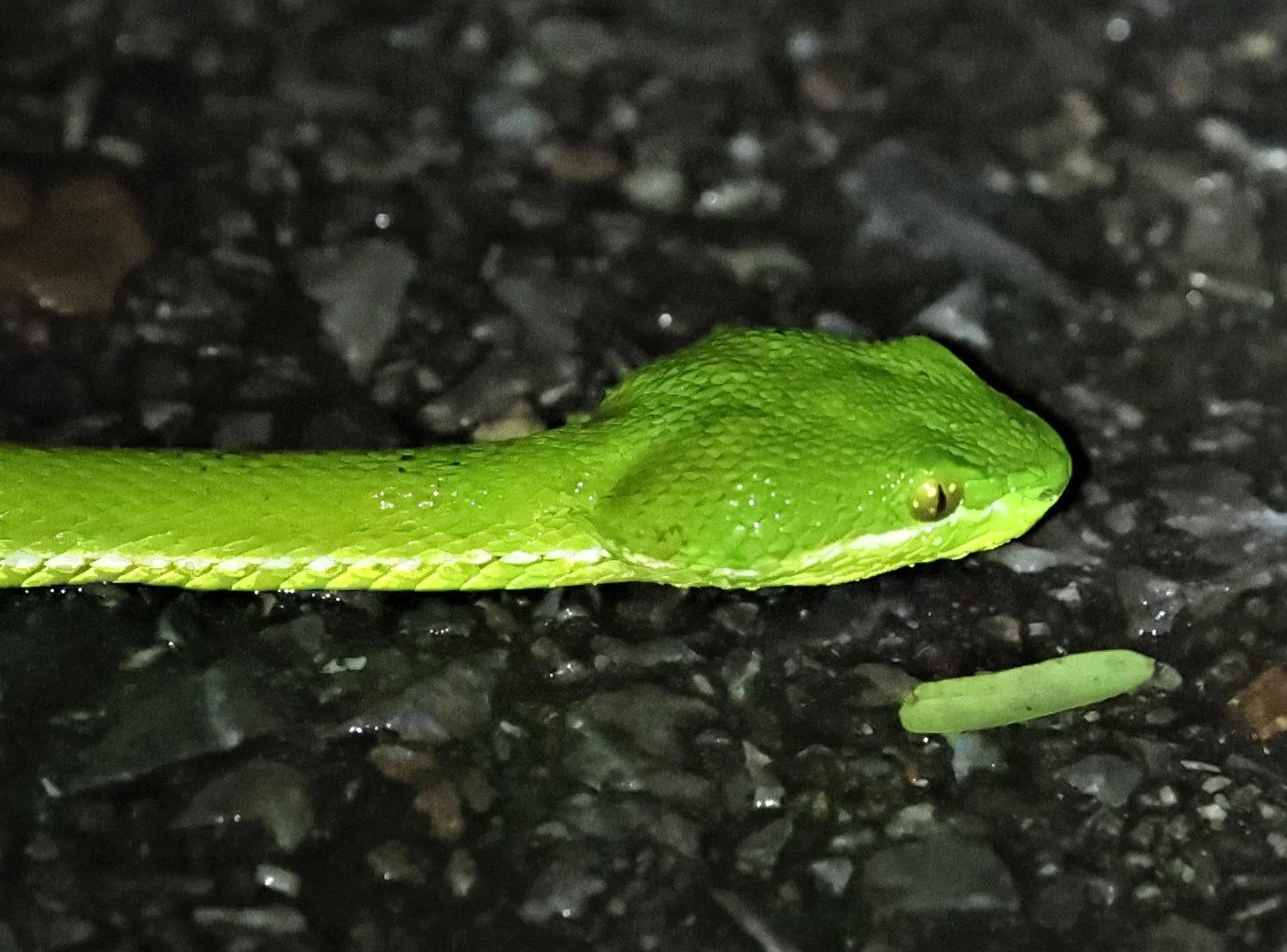 Trimeresurus albolabris - WHITE-LIPPED PIT VIPER - BAAN MAKA GARDEN & VICINITY PETCHABURI 12 SEPTEMBER 2021 (6).jpg