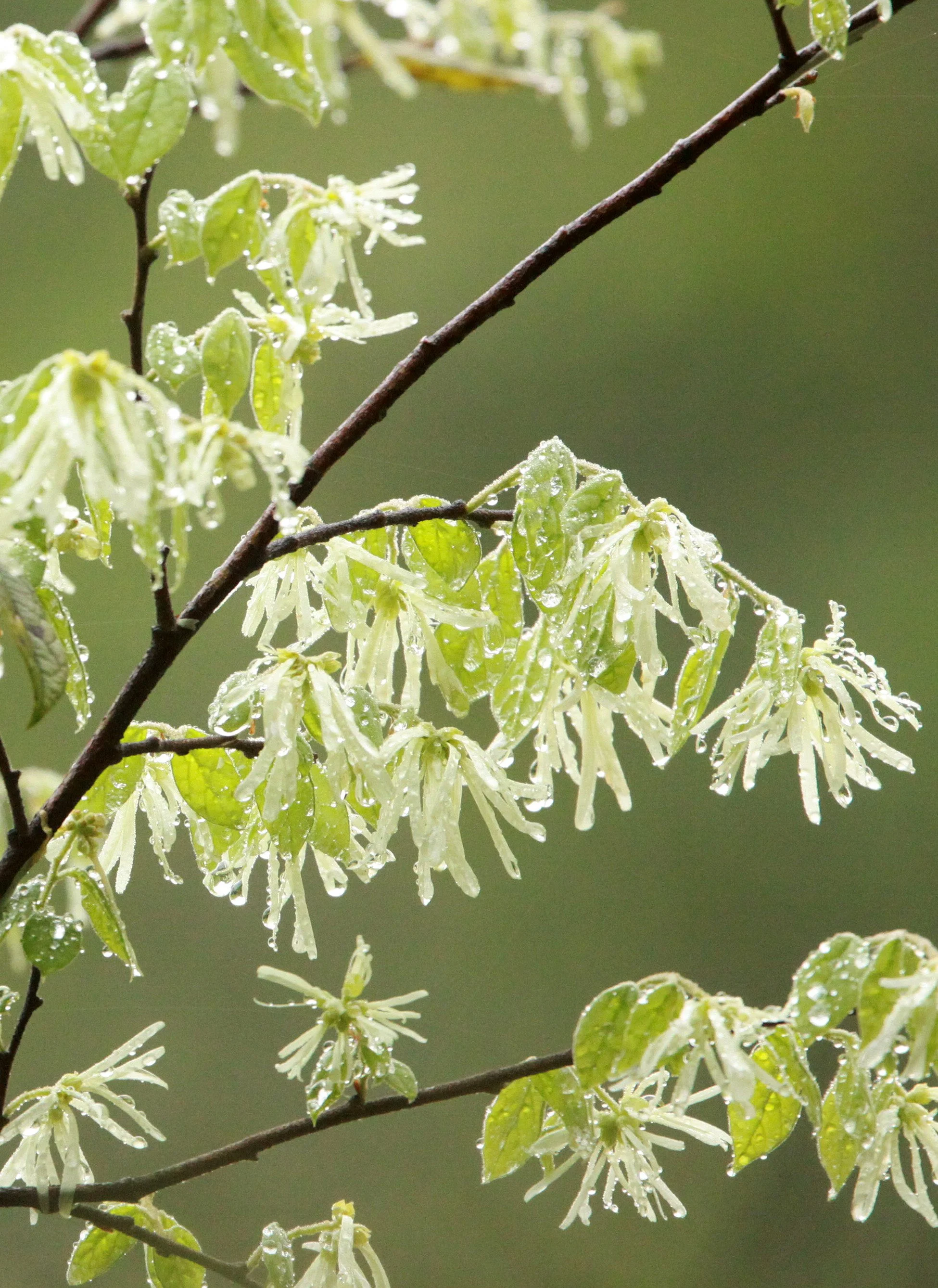 GUNIUJIANG NATURE RESERVE - ANHUI PROVINCE CHINA (94).JPG