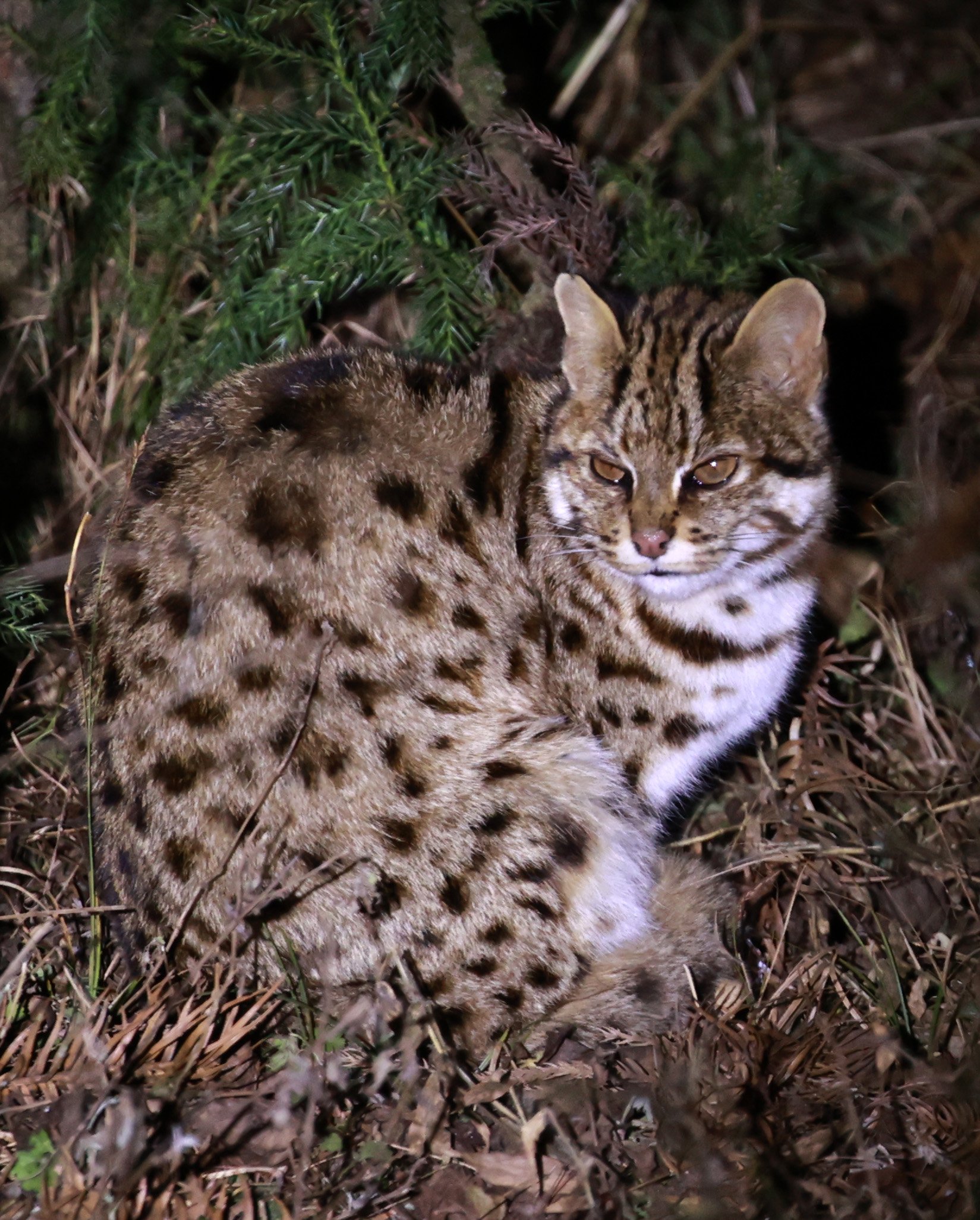 Mainland Leopard Cat (Prionailurus bengalensis) Tangjiahe National Nature Reserve, Sichuan China (11).jpg