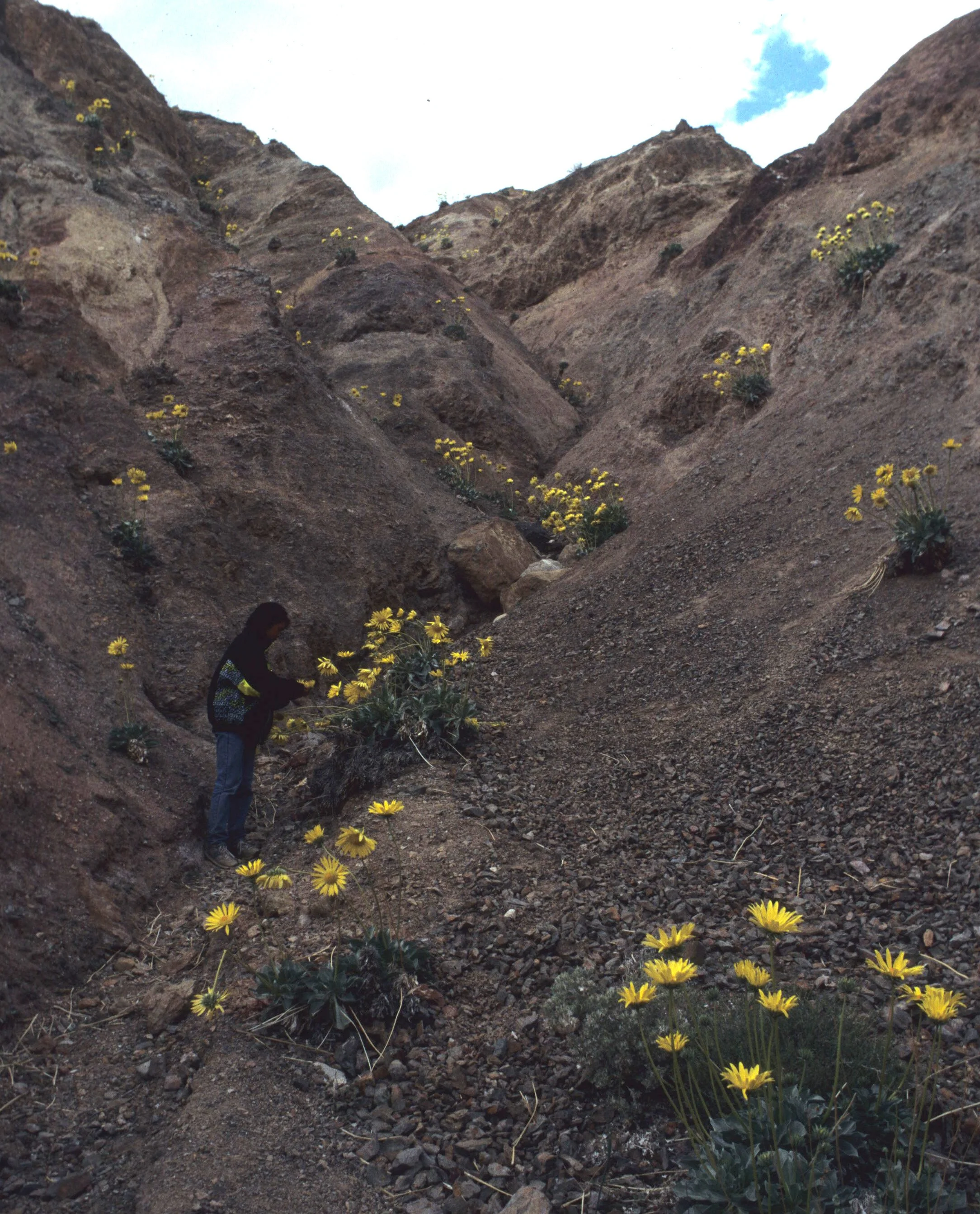 DEATH VALLEY - PANAMINT DAISY B.jpg