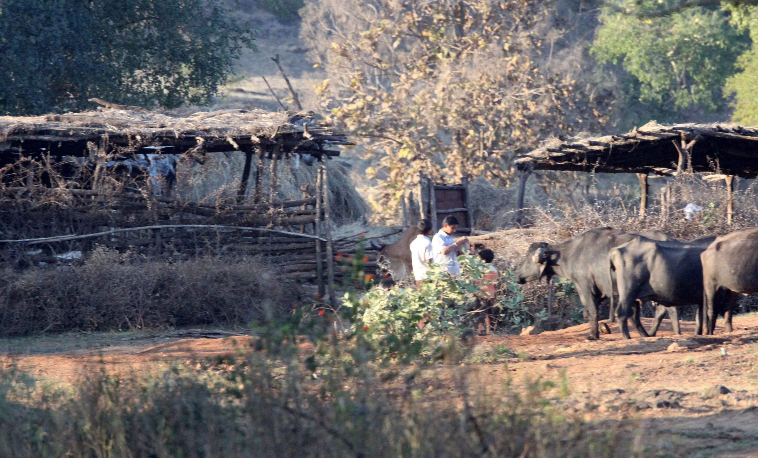 GUJARAT - GIR FOREST GUJARAT INDIA - NATIVE VILLAGE.JPG