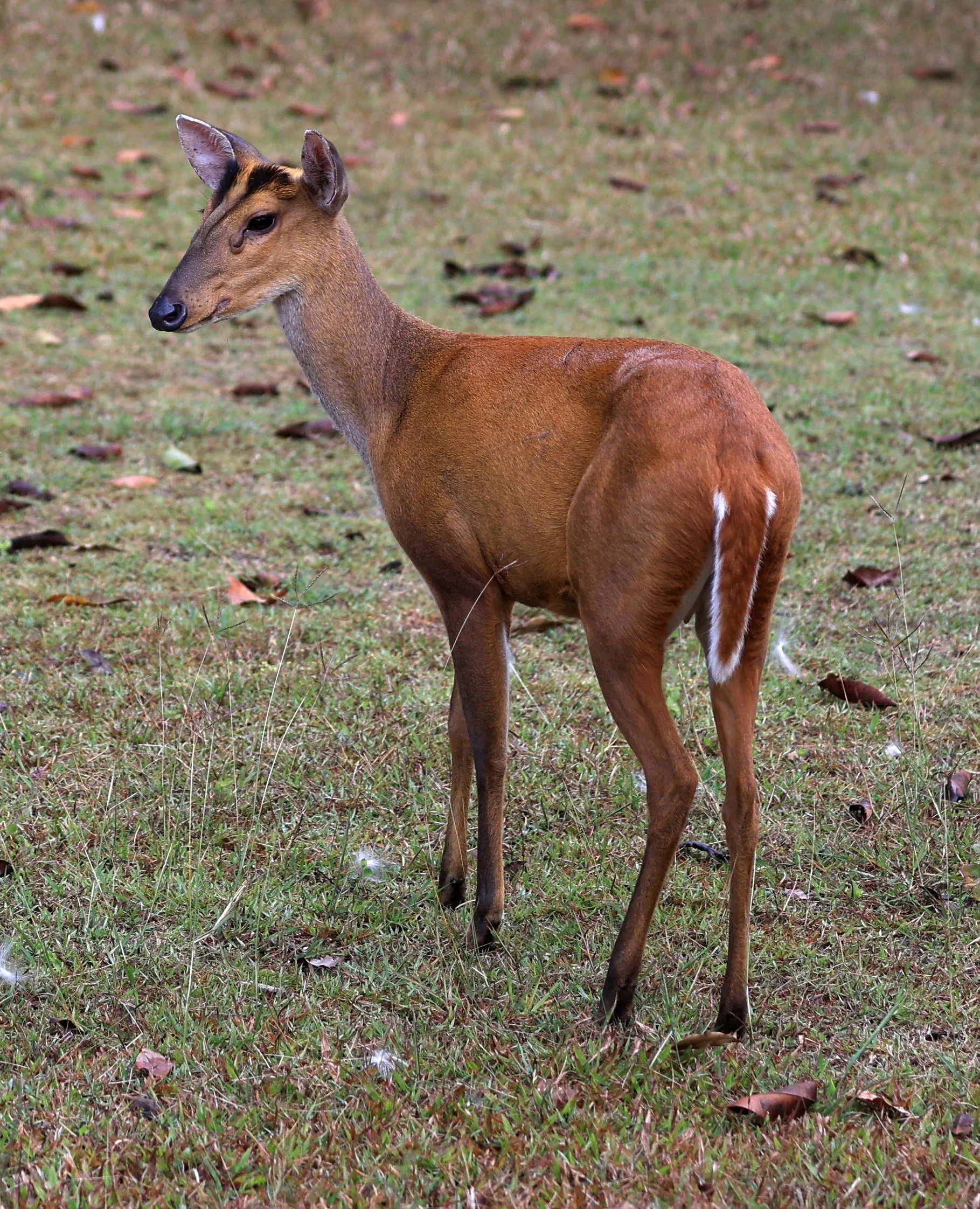 Southern Red Muntjac (Muntiacus muntjak) Khao Yai National Park, Thailand day 3(22).jpg